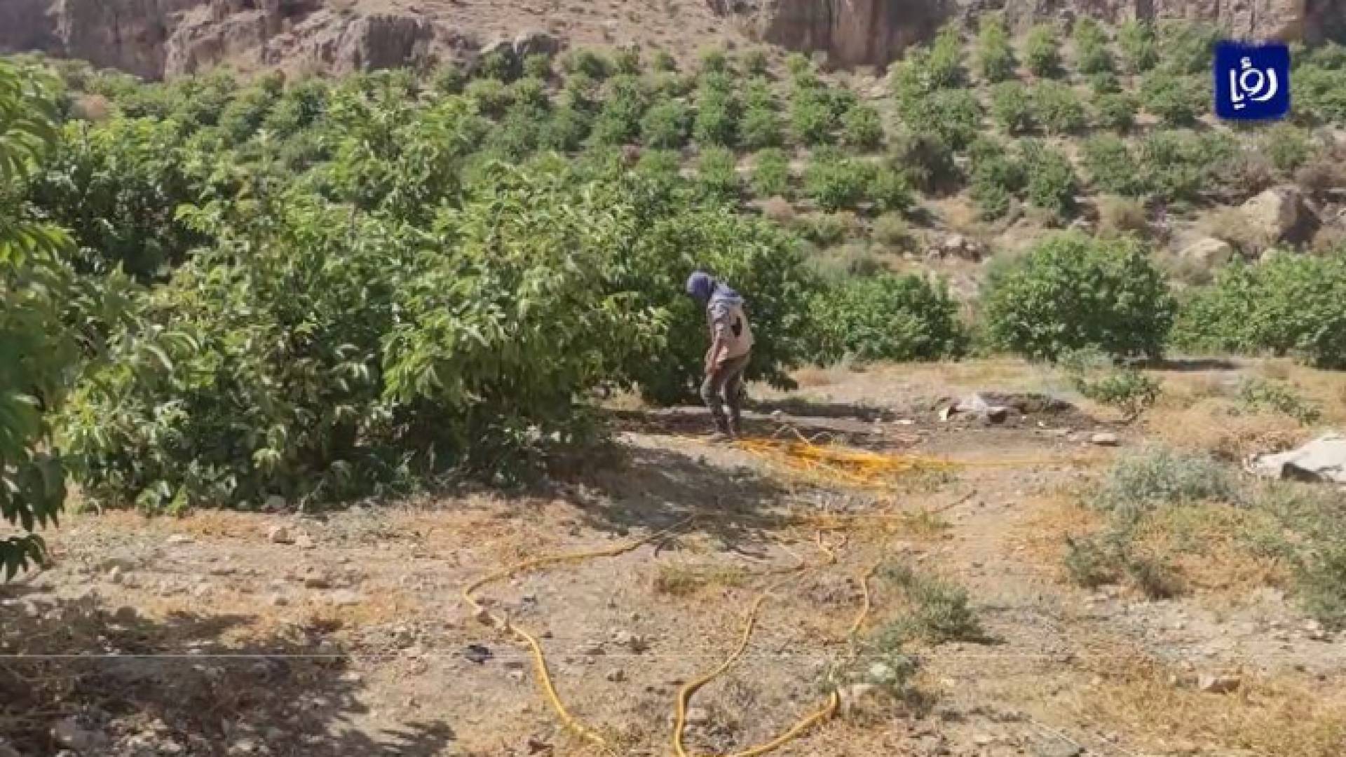 مزارعو وادي الهيدان يشكون قلة المياه