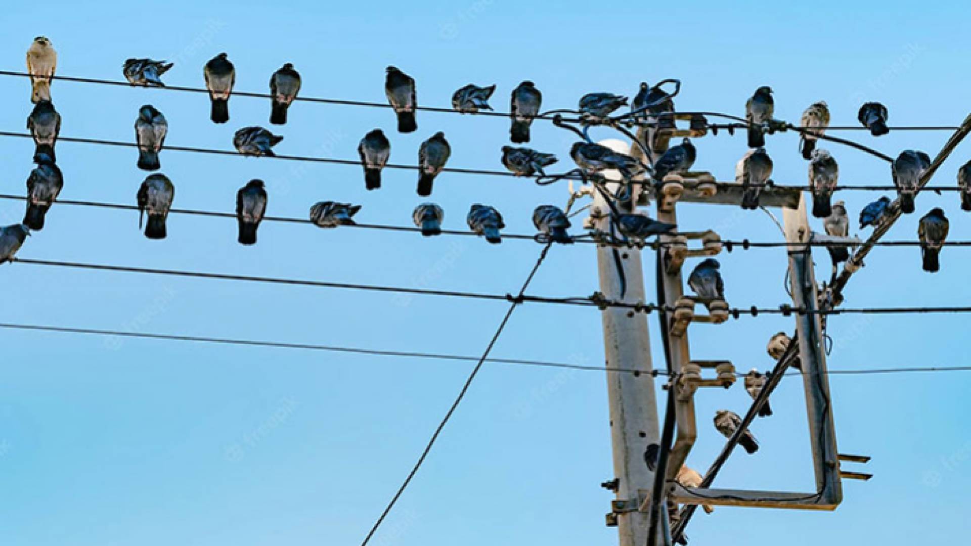 صورة ارشيفية لطيور على اسلاك الكهرباء