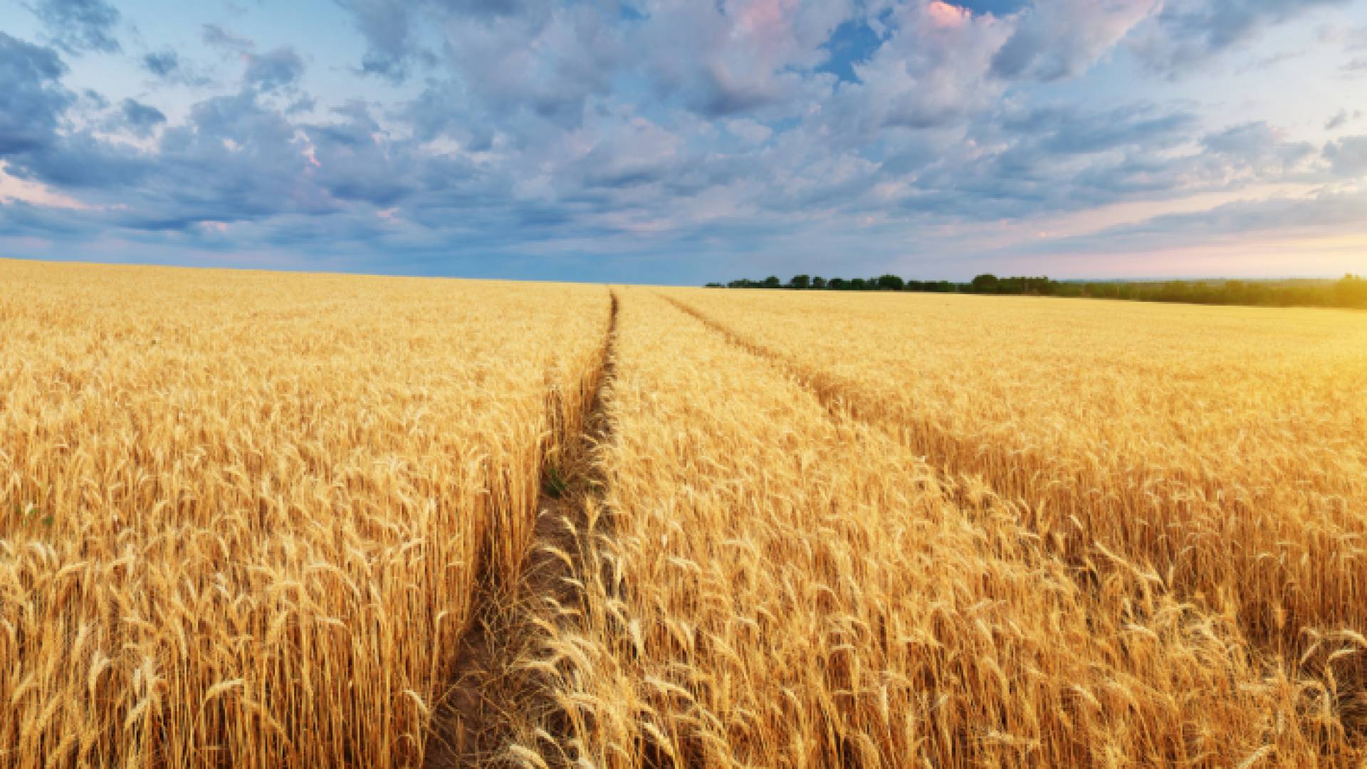 سنابل القمح