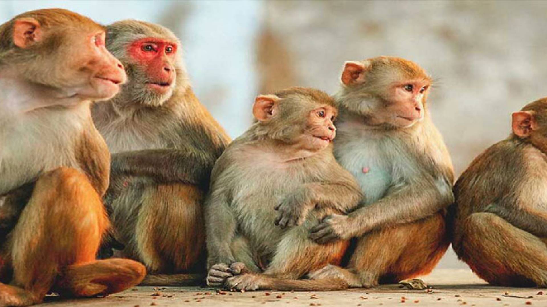 صورة أرشيفية لقرود