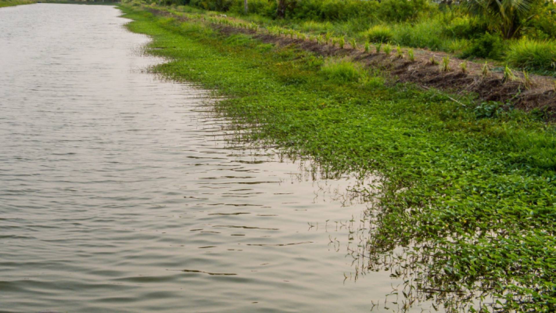 بركة زراعية