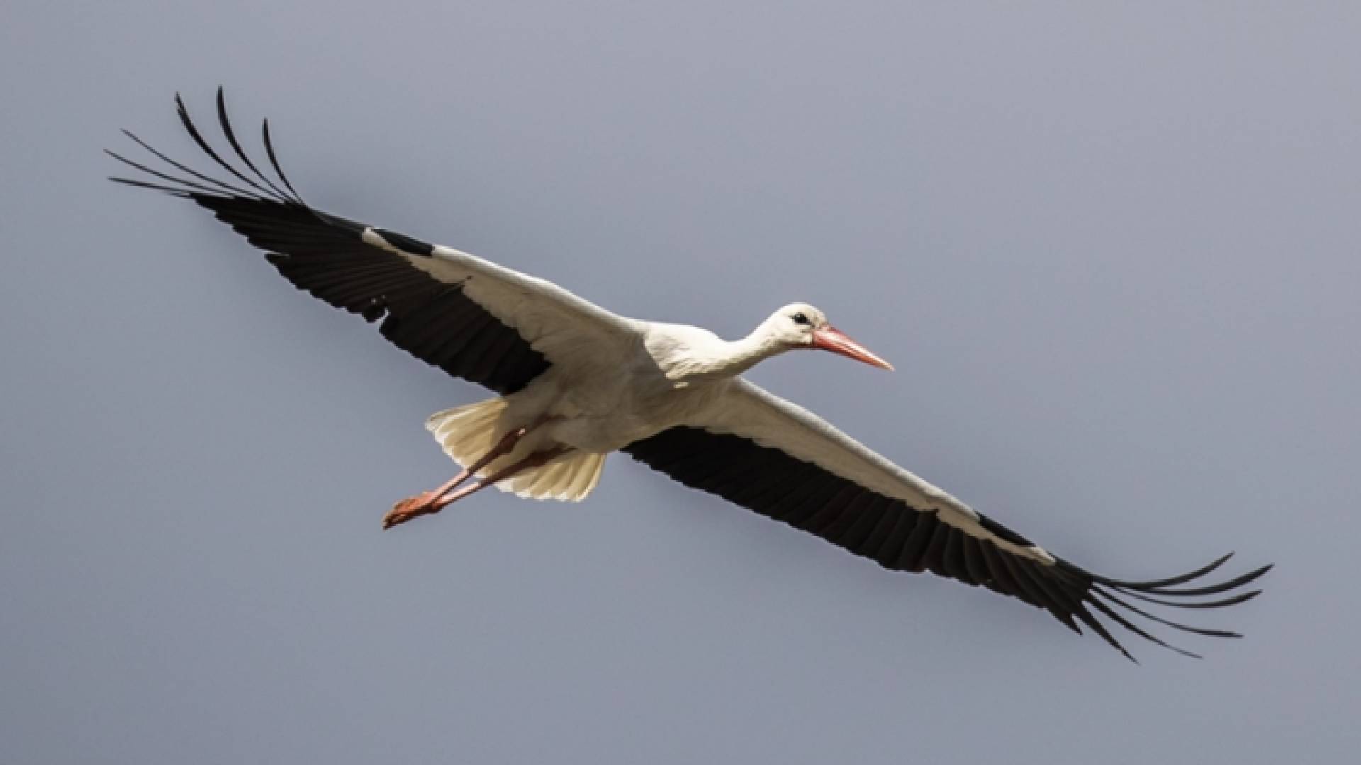 طائر اللقلق