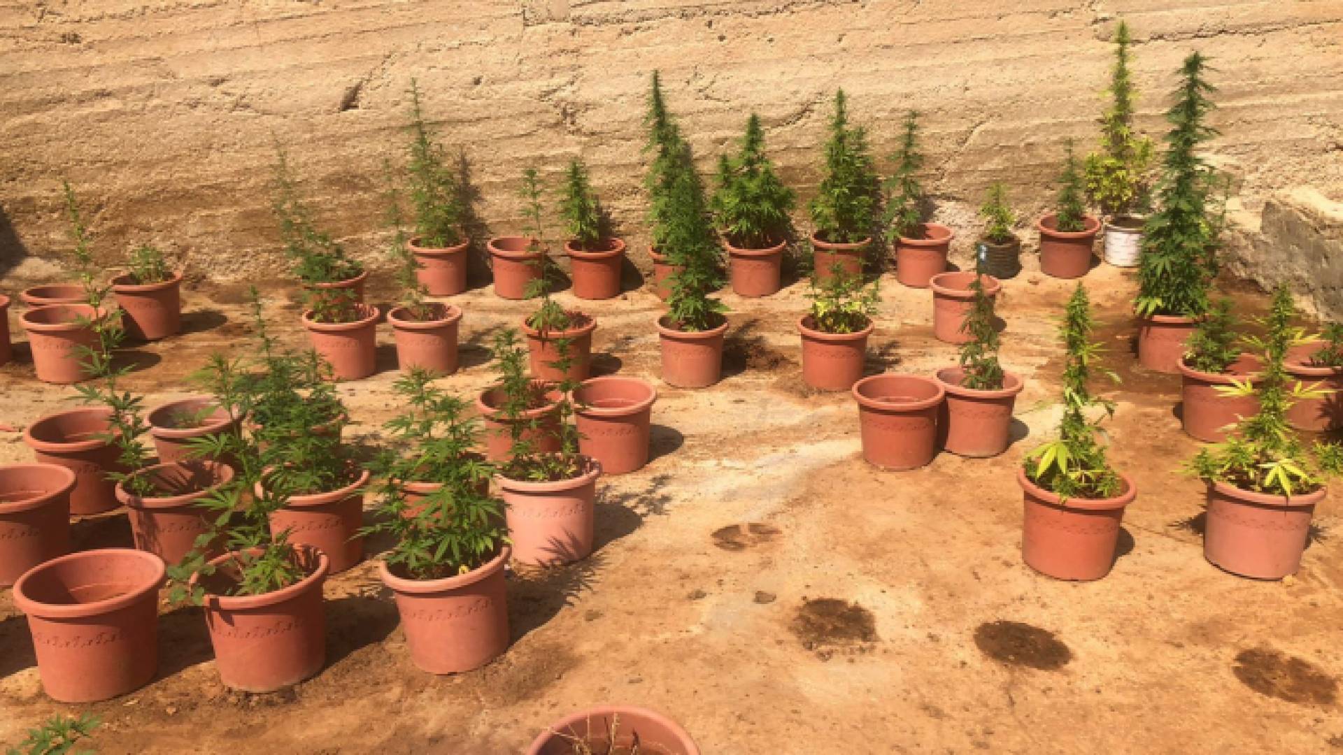 أشتال ماريجوانا جرى ضبطها في البلقاء