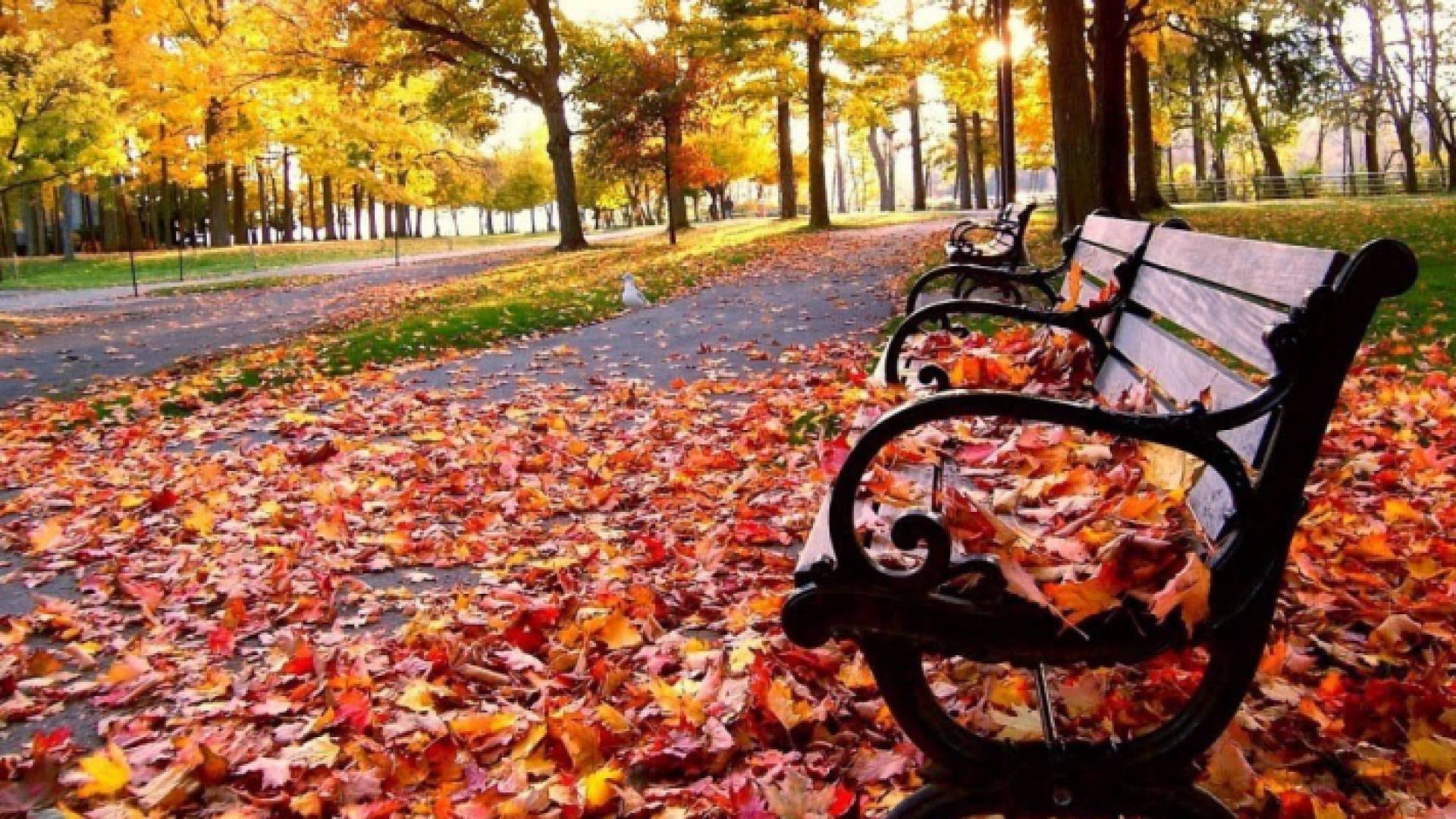 حديقة في فصل الخريف