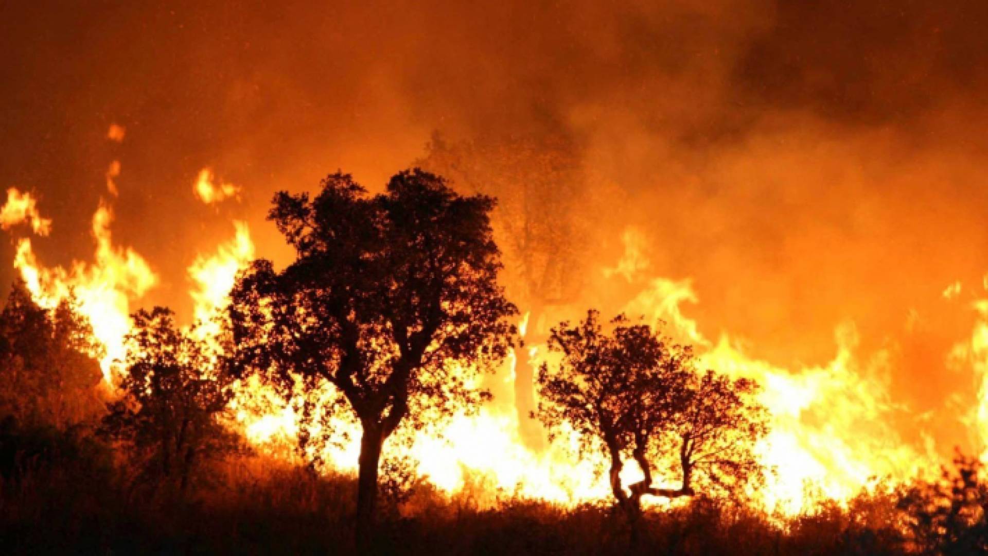 حريق يلتهم غابة في الجزائر