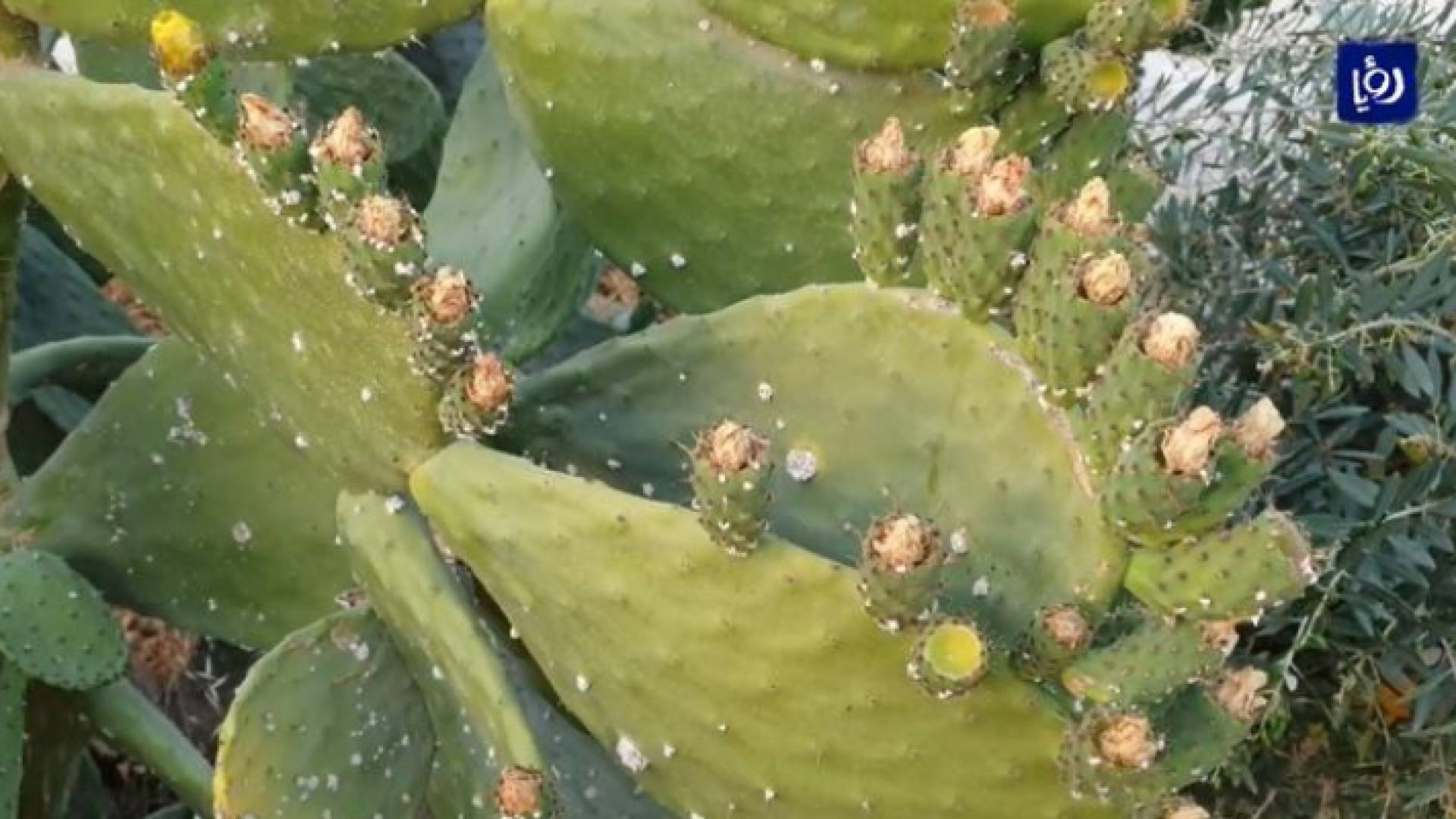 شجرة الصبار