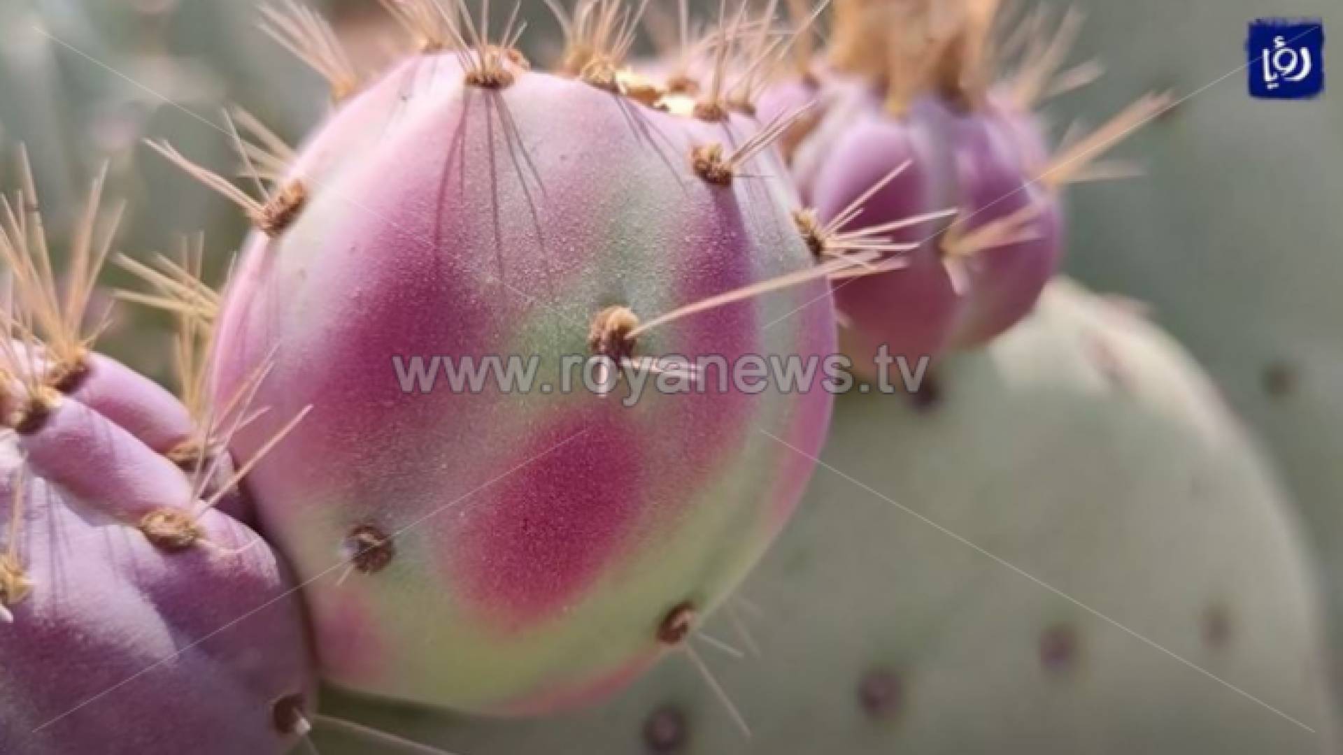 نبات الصبار