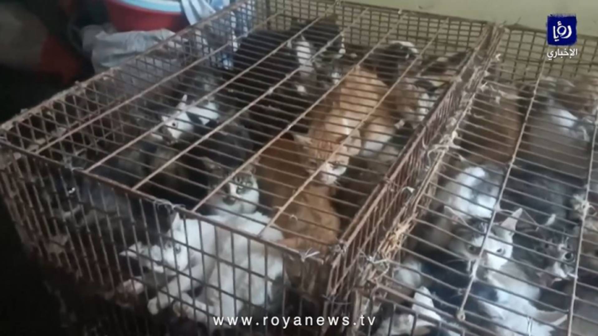 قطط داخل اقفاص كانت متوجهة للمسالخ