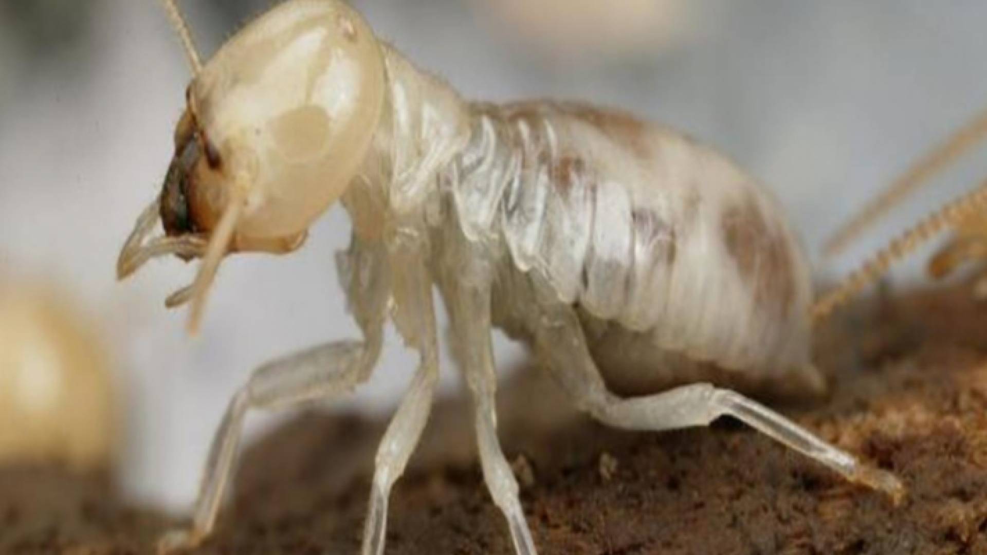 صورة توضيحية للنمل الأبيض