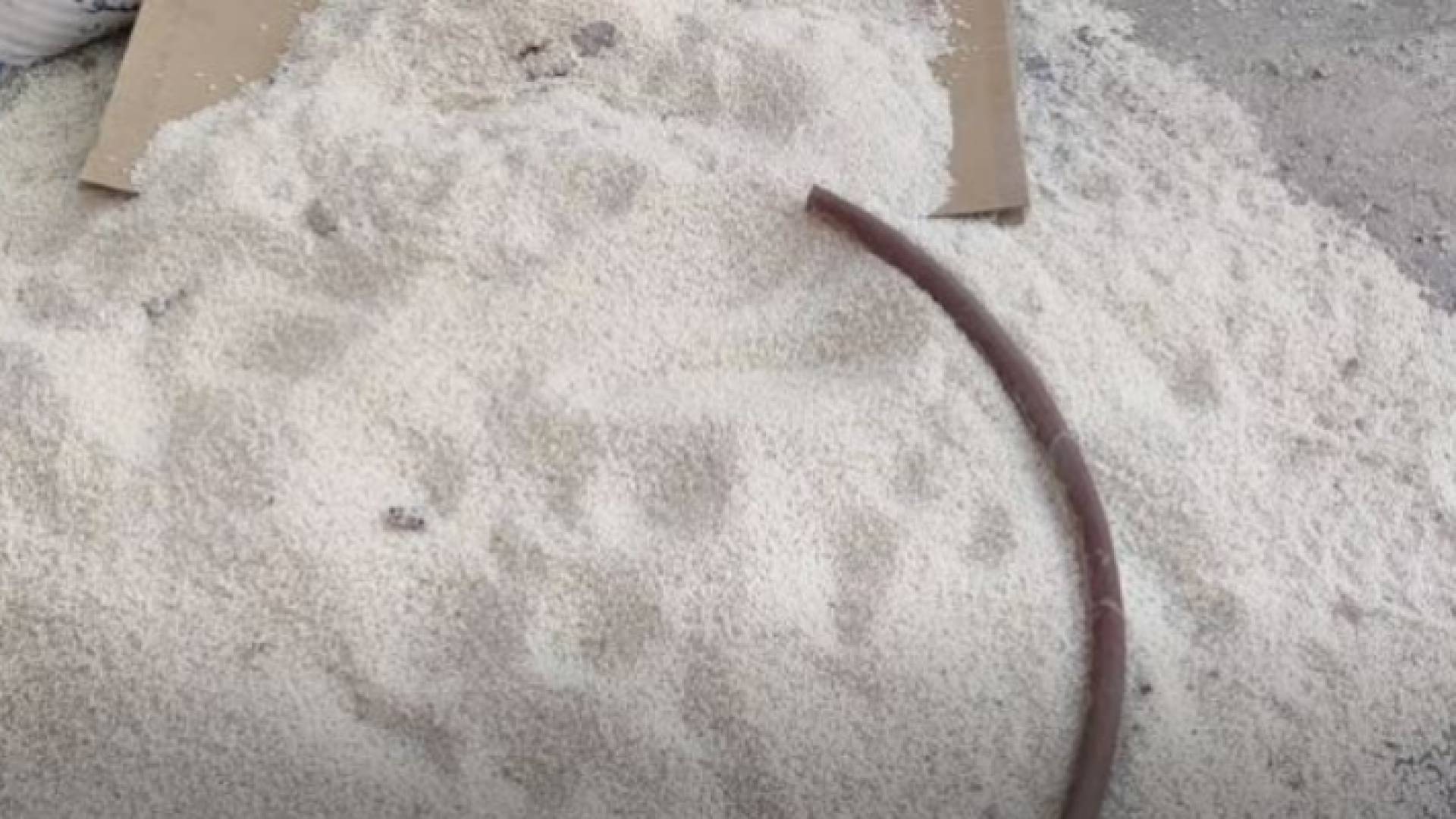 صورة توضيحية لمادة الأرز المضبوطة في محل وسط عمان لوجود السوس فيها