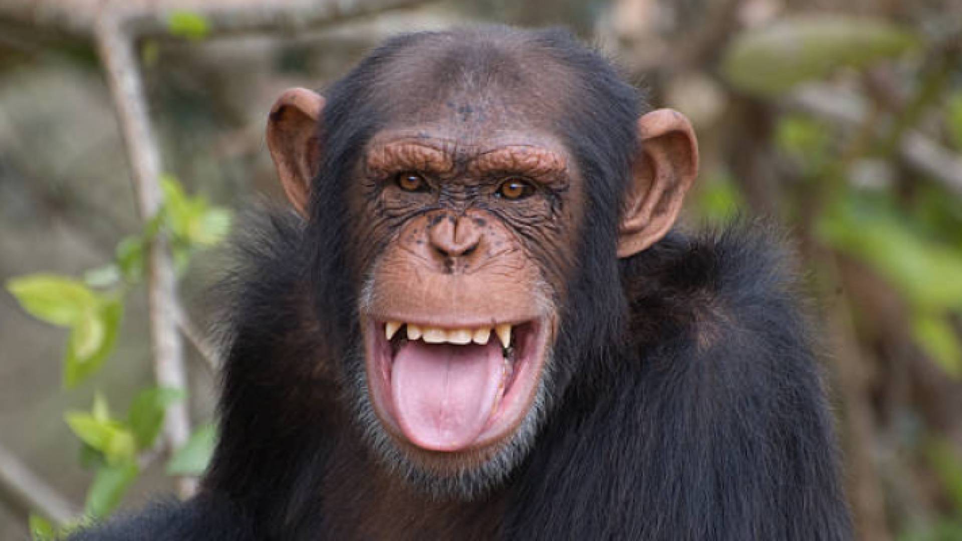 قرد - تعبيرية