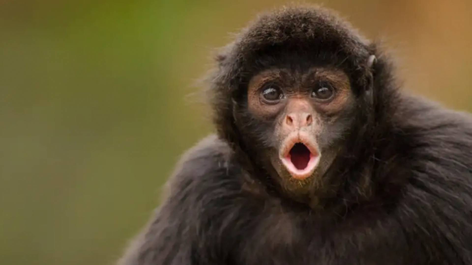 قرد - تعبيرية