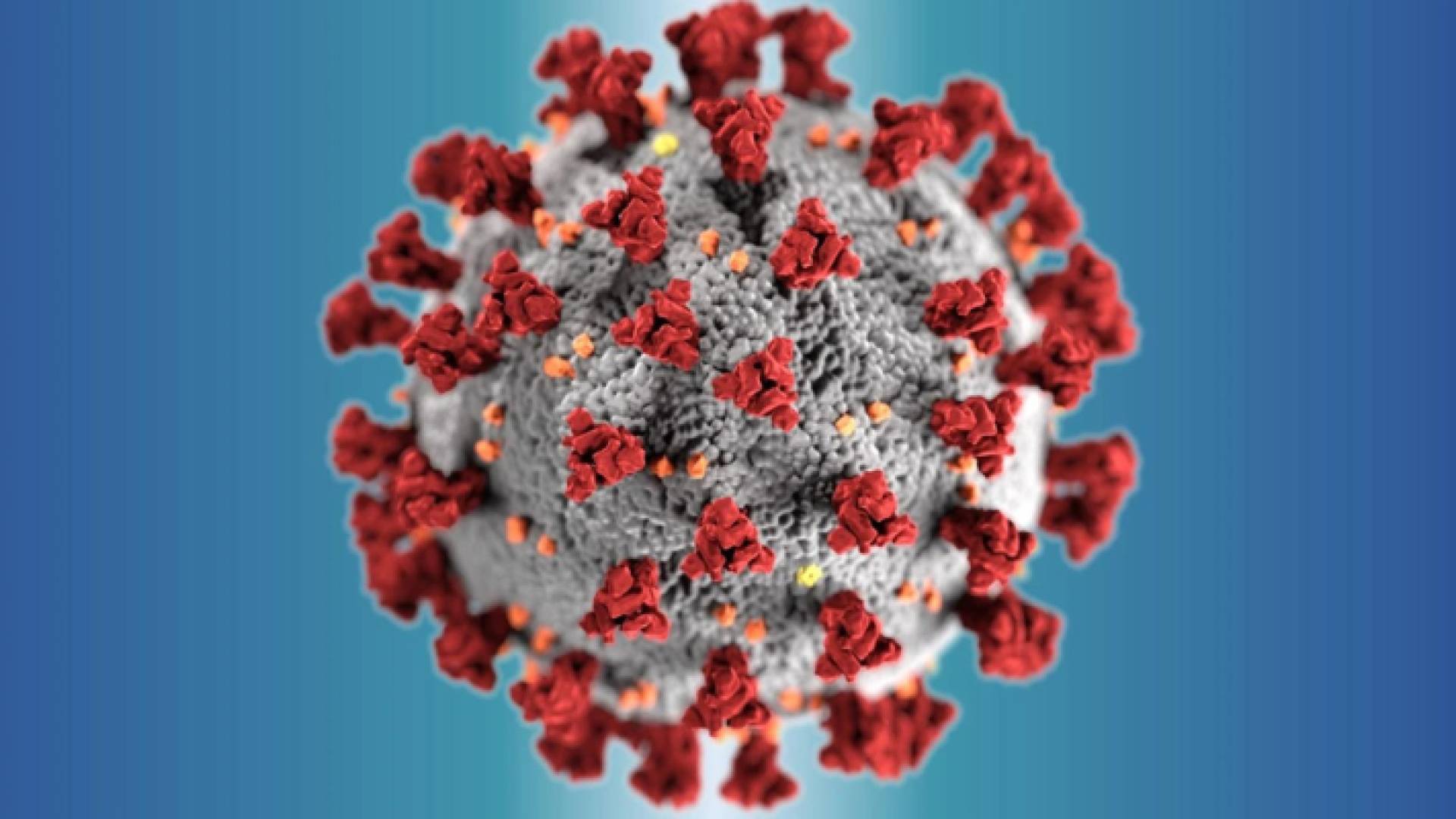 صورة تعبيرية لفيروس كورونا