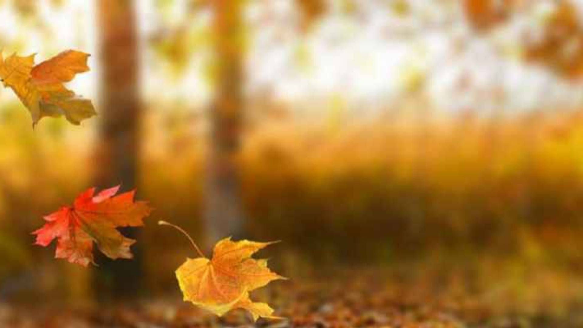 سقوط أوراق الأشجار خلال فصل الخريف