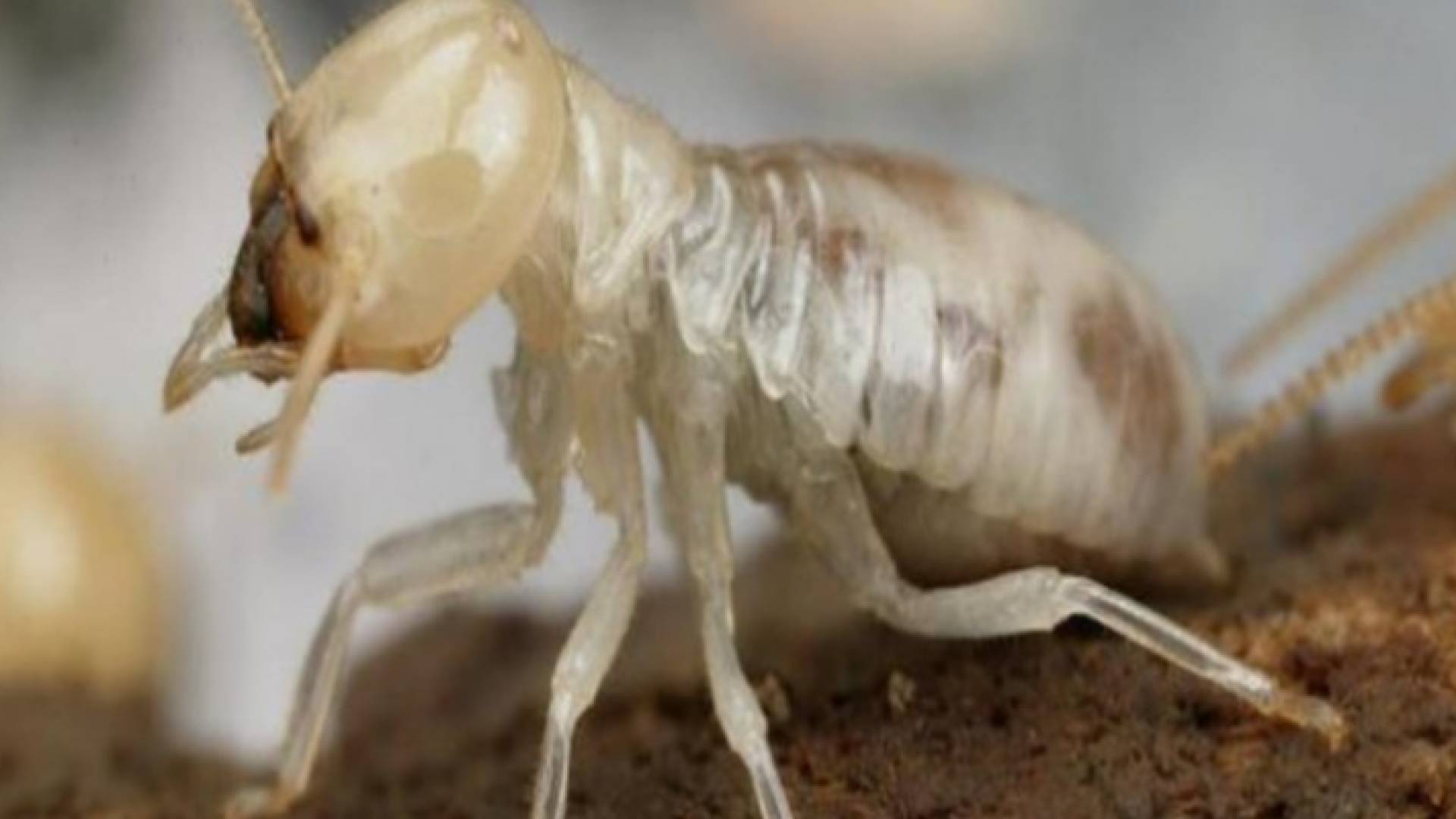 صورة توضيحية للنمل الأبيض