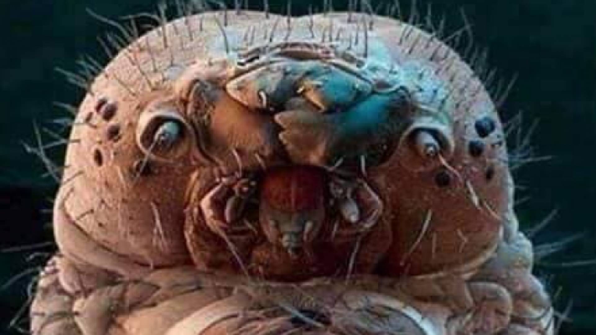 الصورة المتداولة