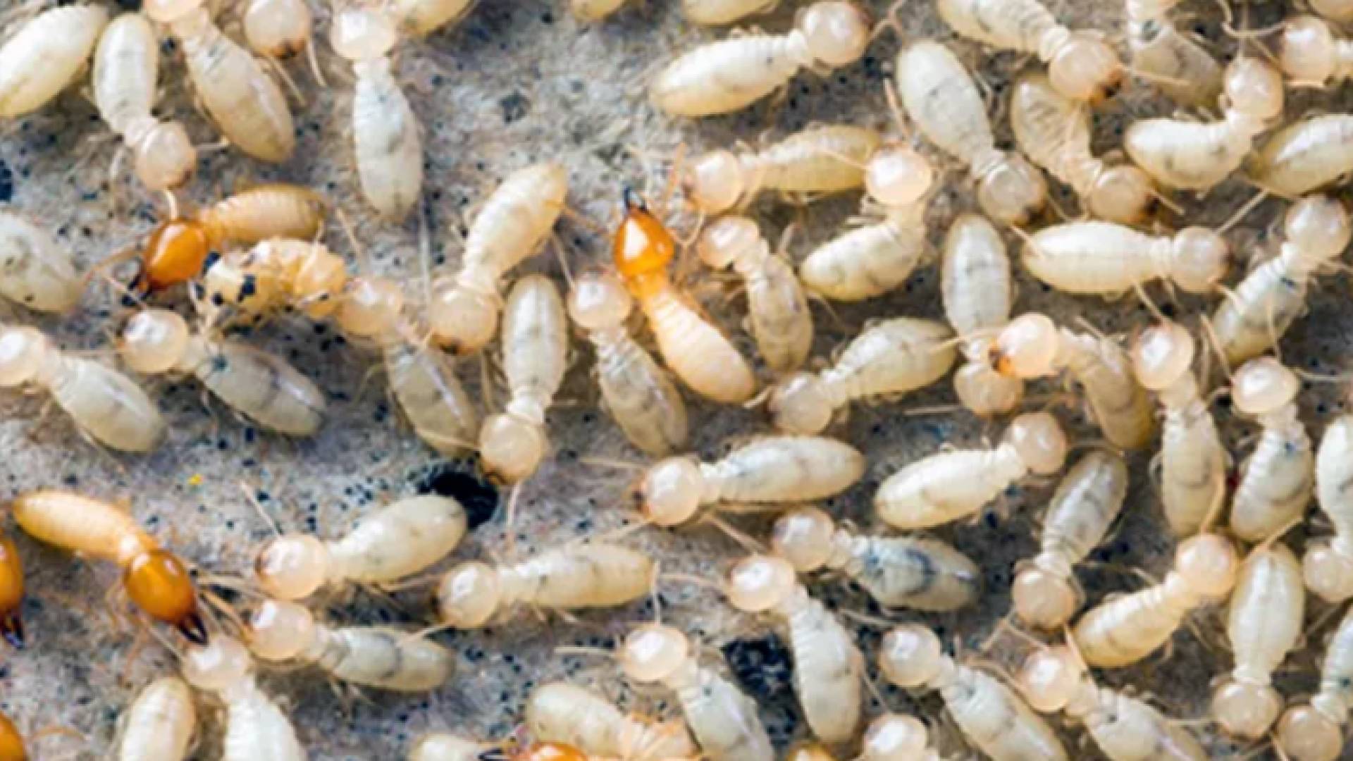 النمل الأبيض