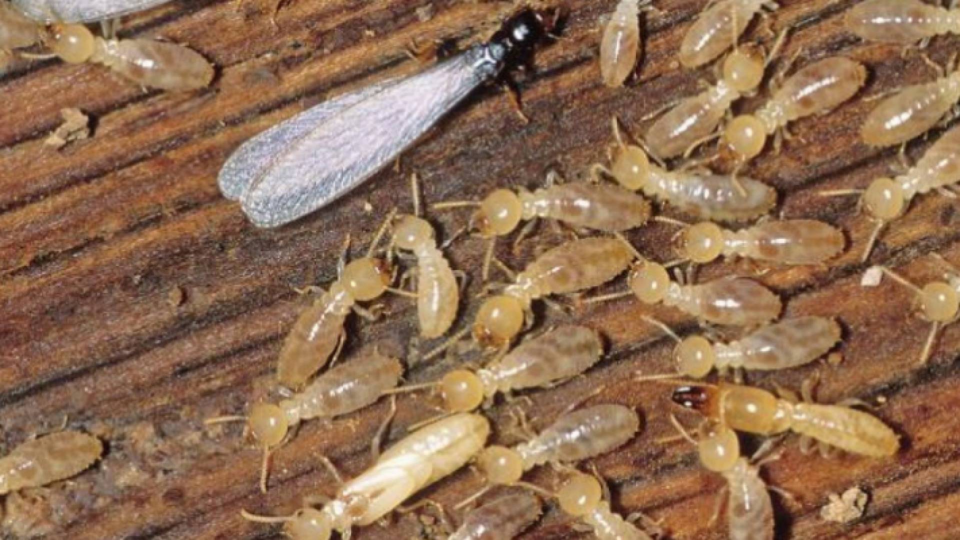 صورة توضيحية للنمل الأبيض