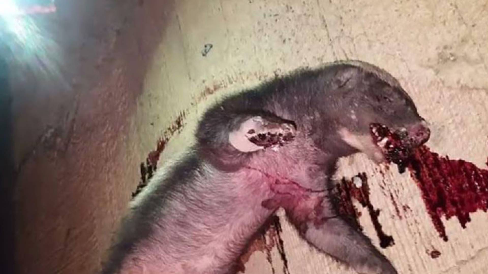 صورة للحيوان الذي تم العثور عليه