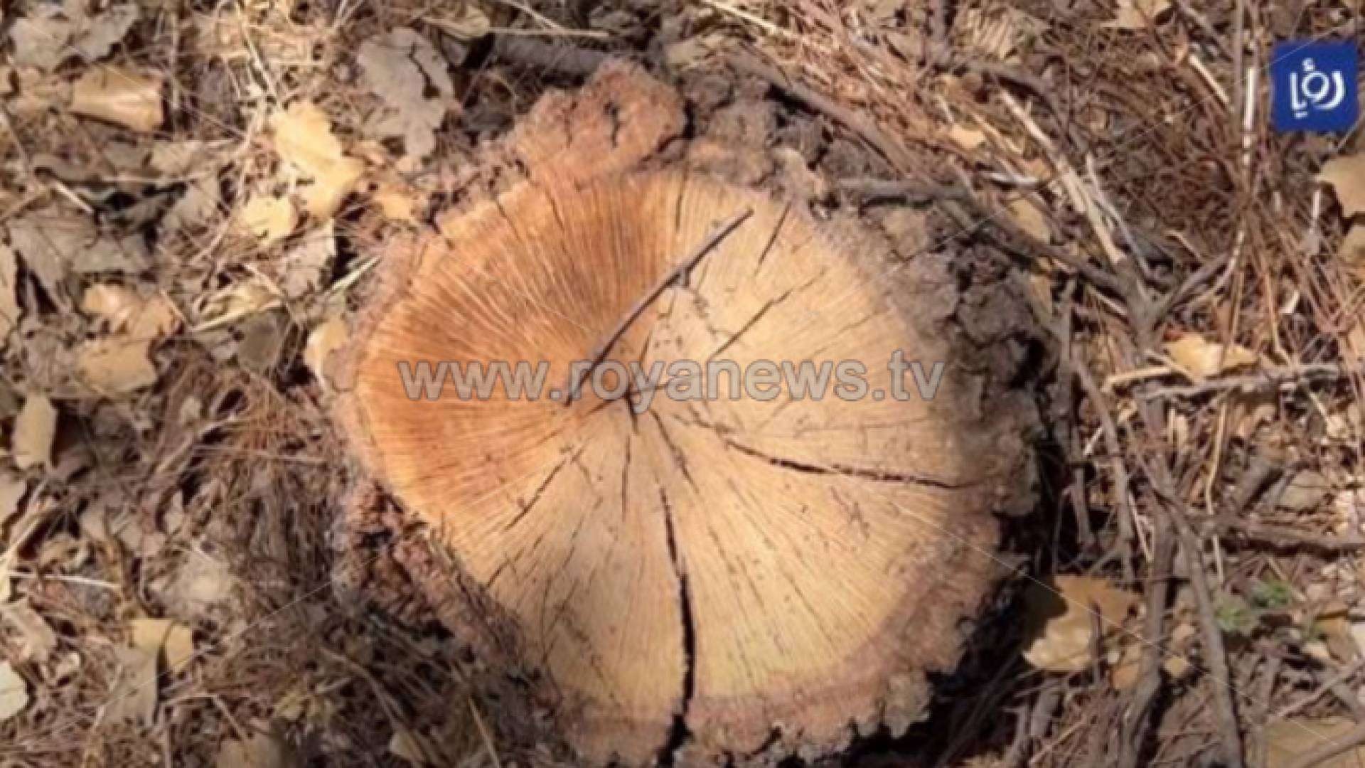 شجرة تعرضت للتحطيب الجائر