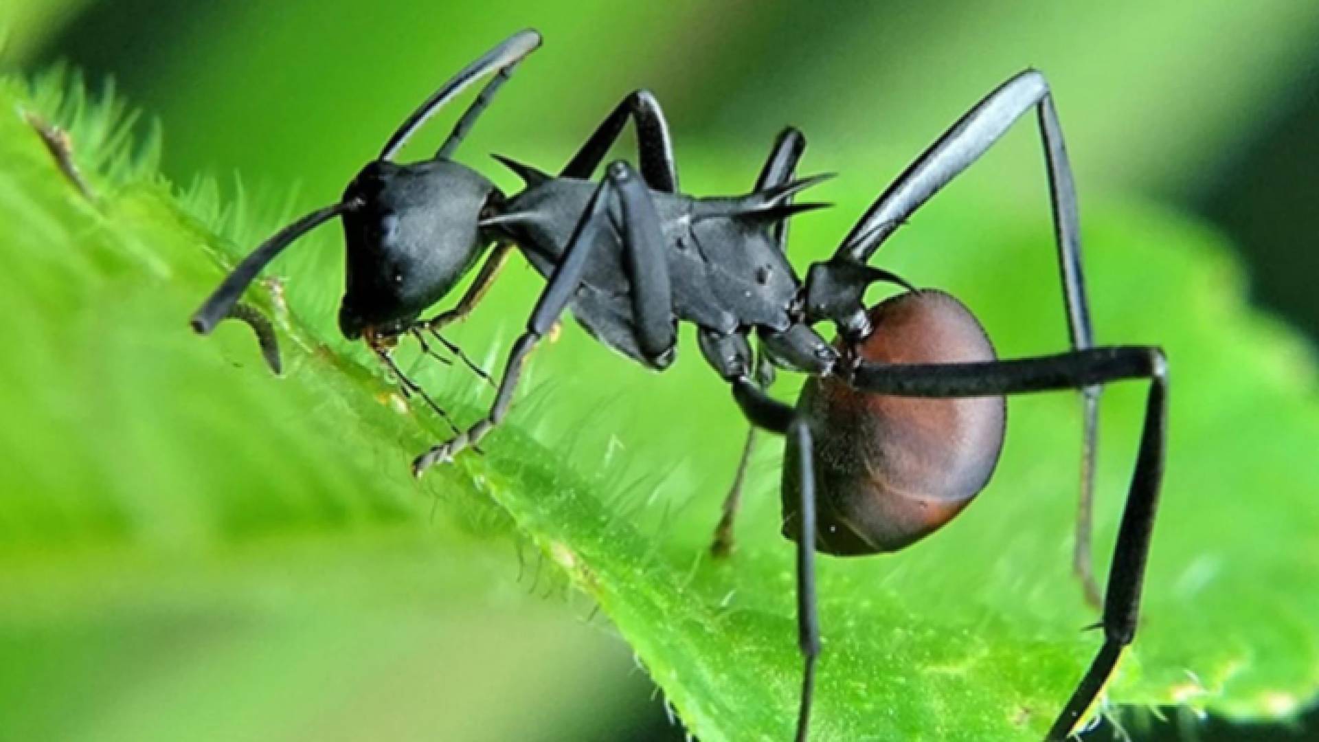 صورة توضيحية لنملة