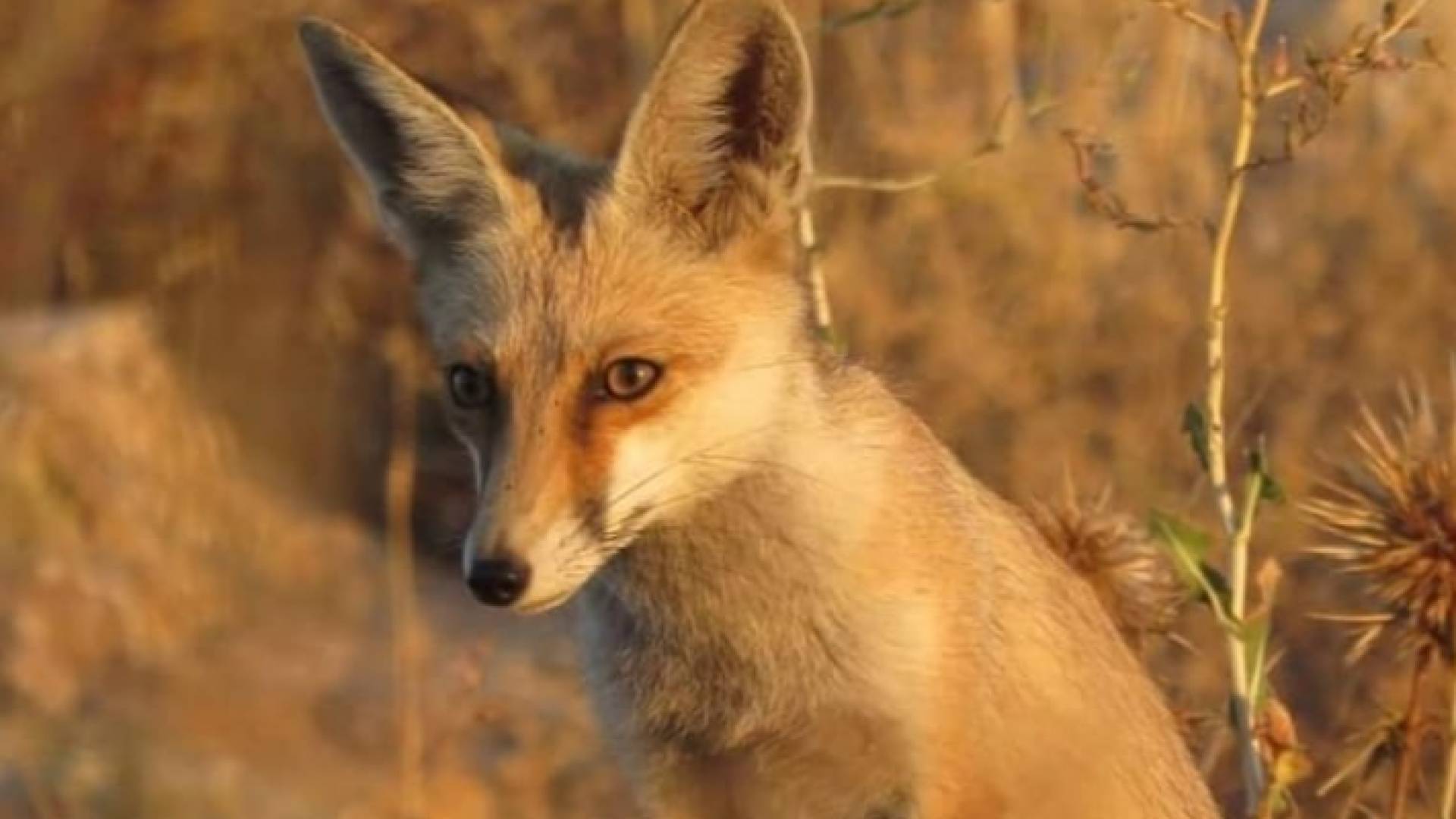 حيوان الحصيني