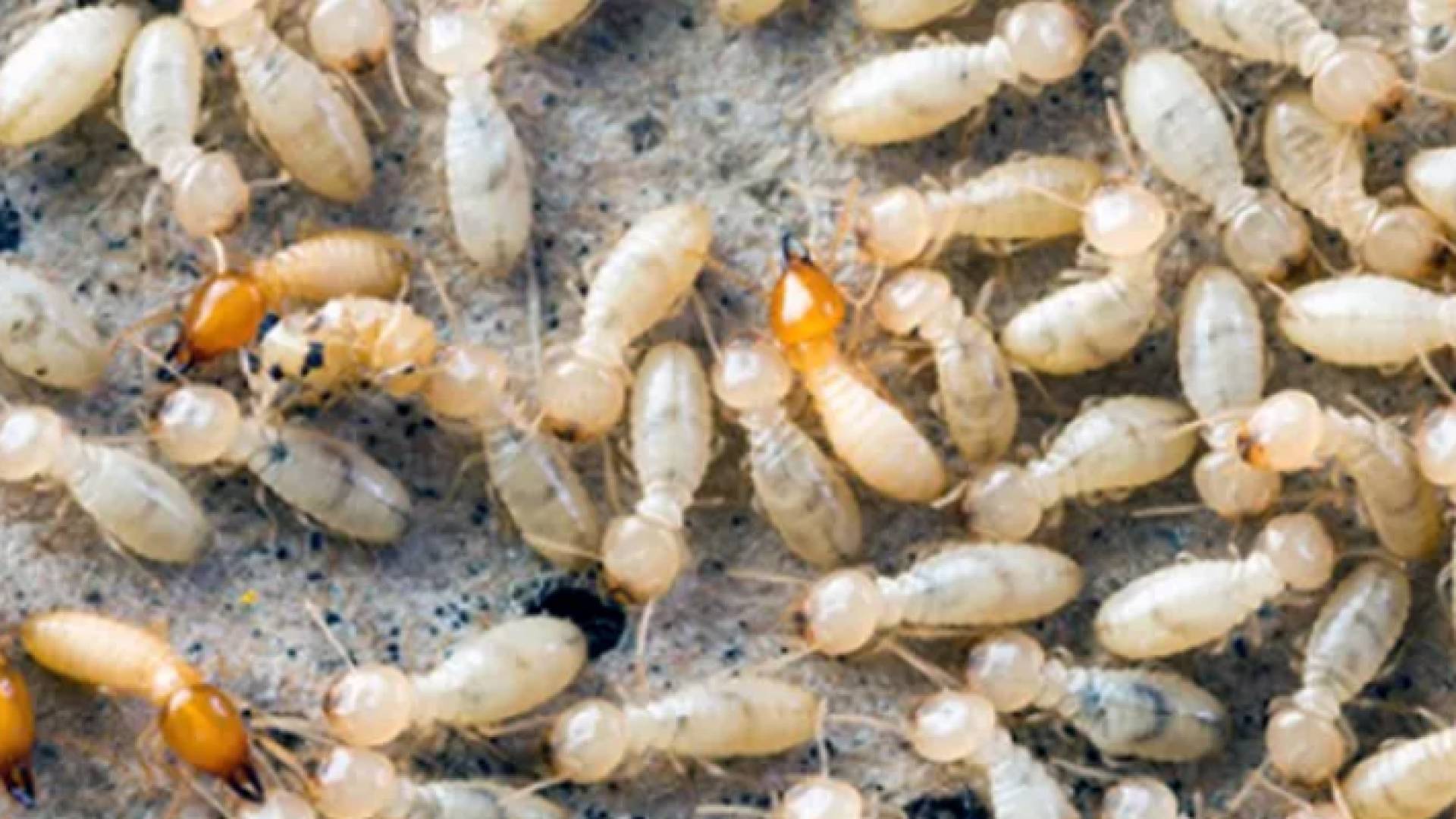 النمل الأبيض