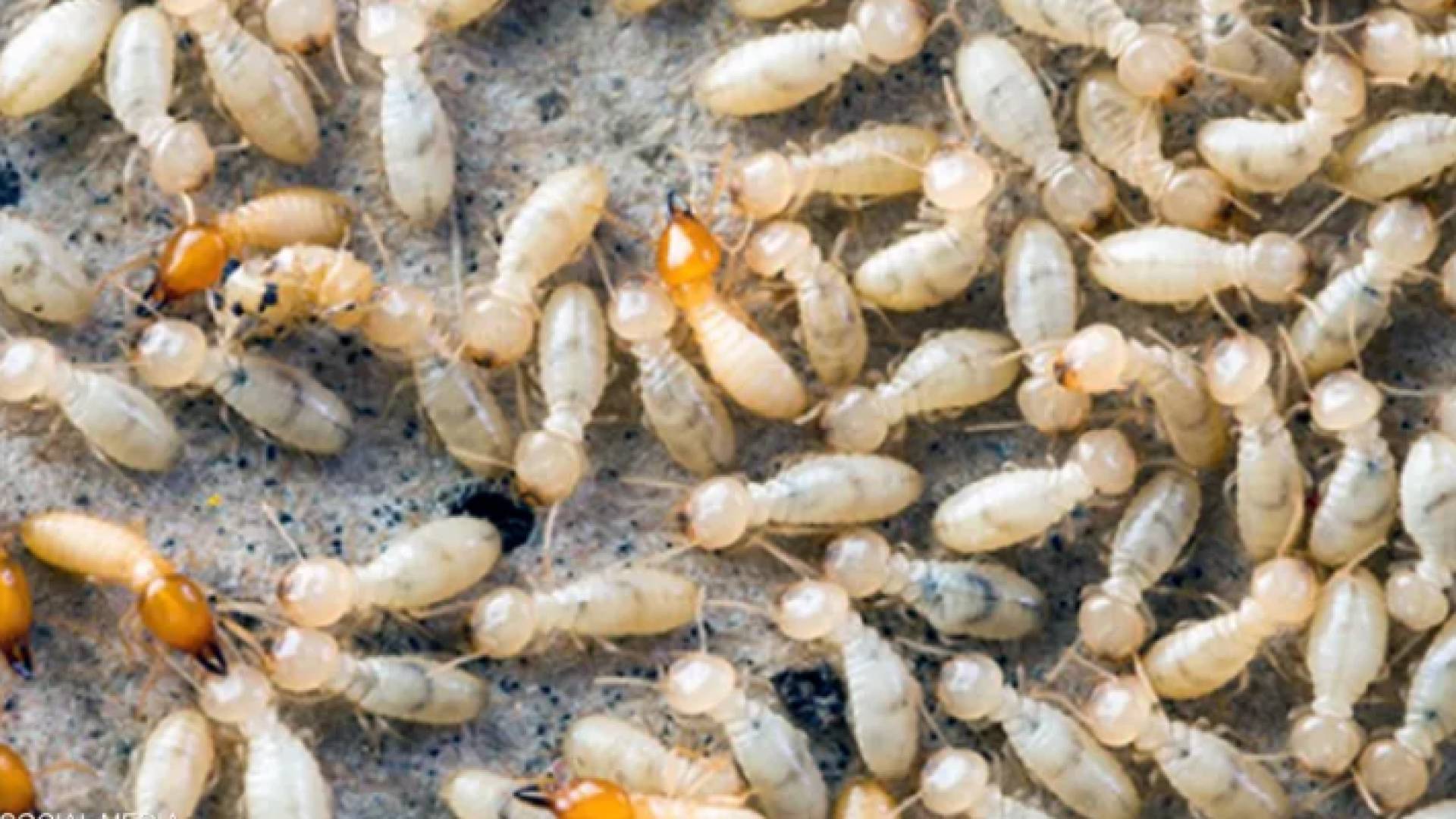 النمل الأبيض