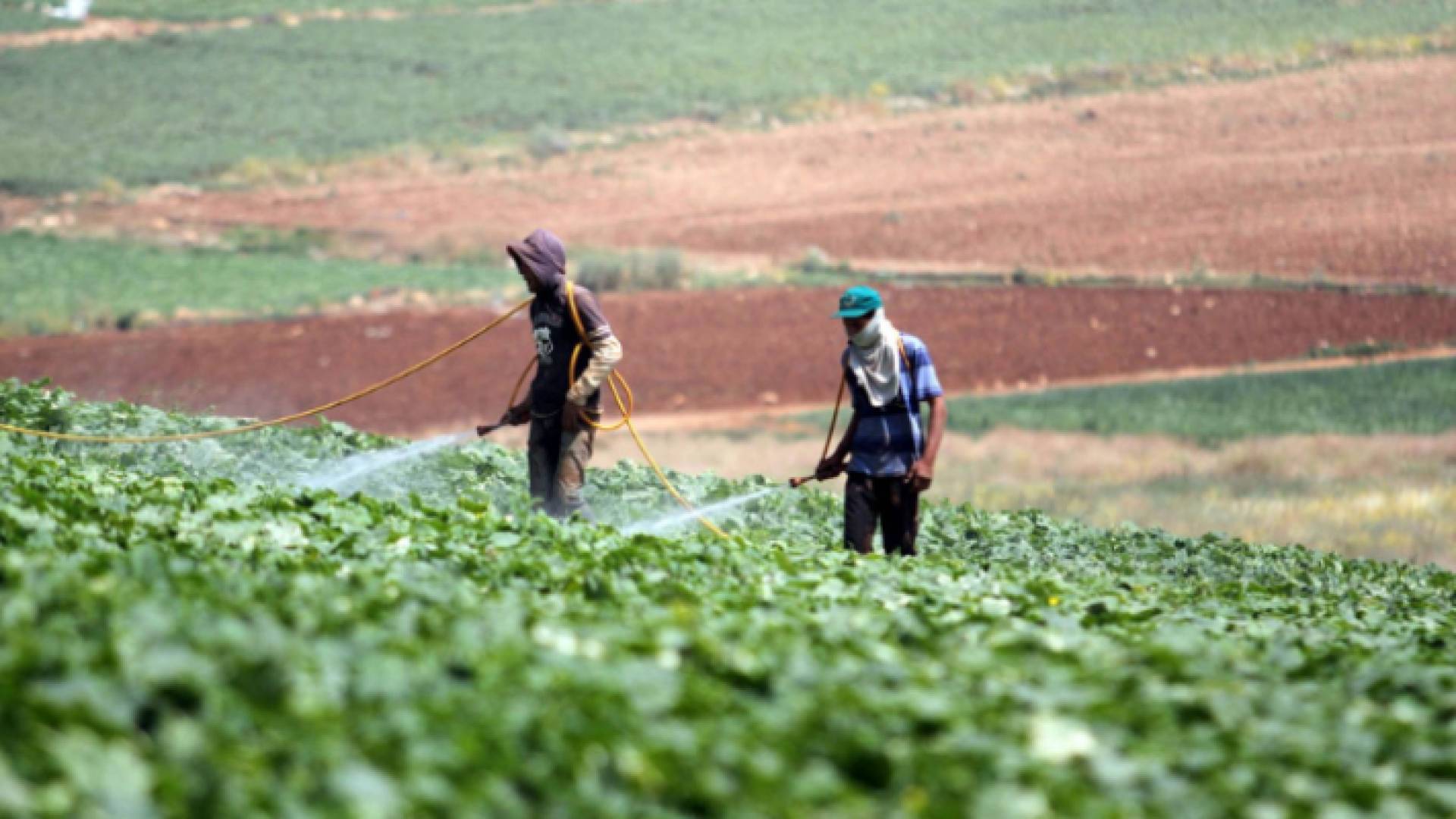 مزارع في الأردن