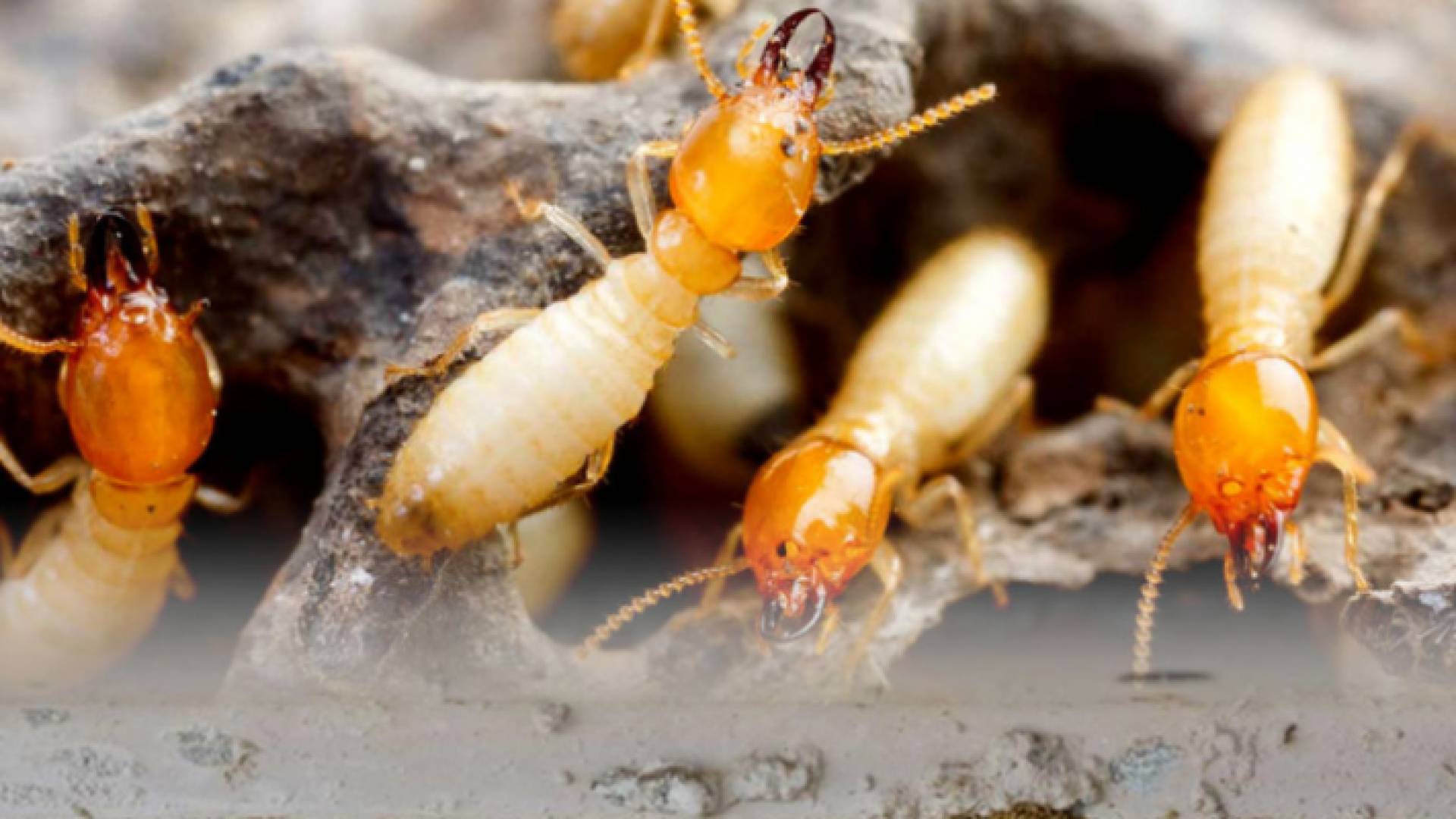 النمل الأبيض