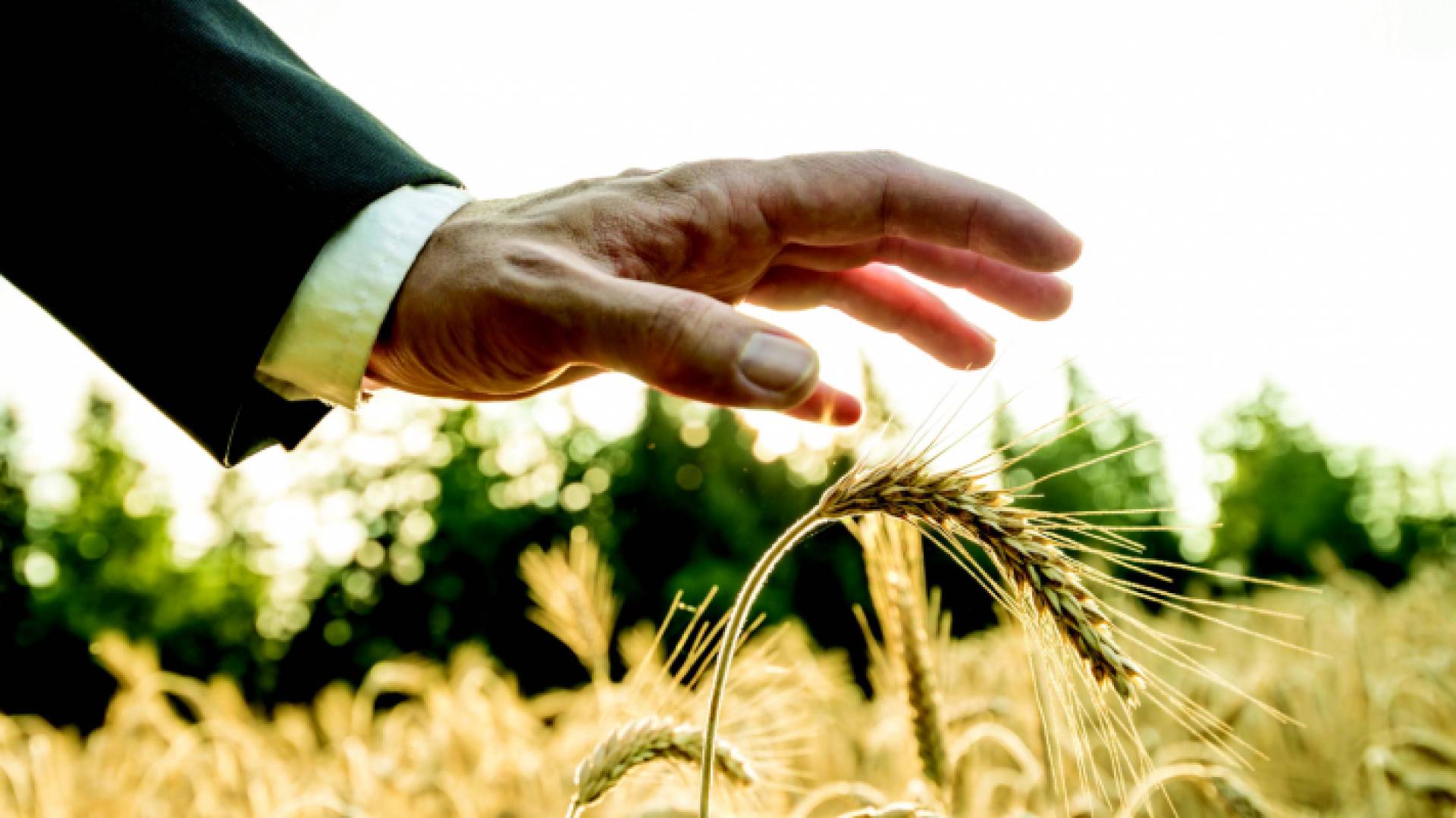 صورة توضيحية لمفهوم الأمن الغذائي