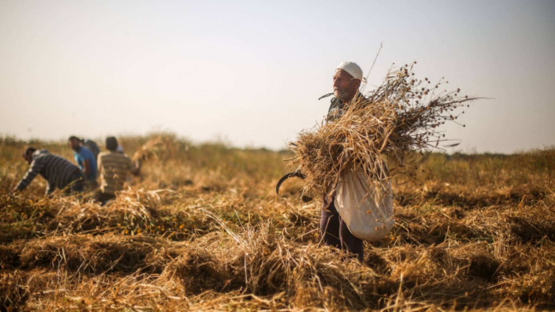 صورة أرشيفية لحصاد القمح