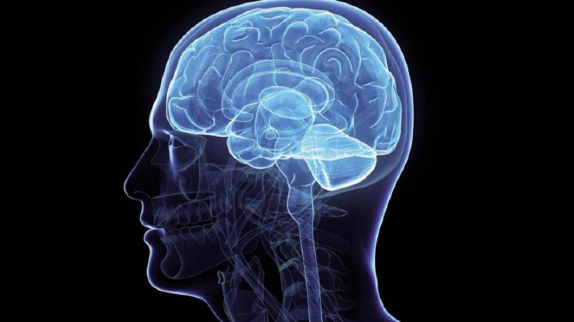 صورة توضيحية لدماغ إنسان