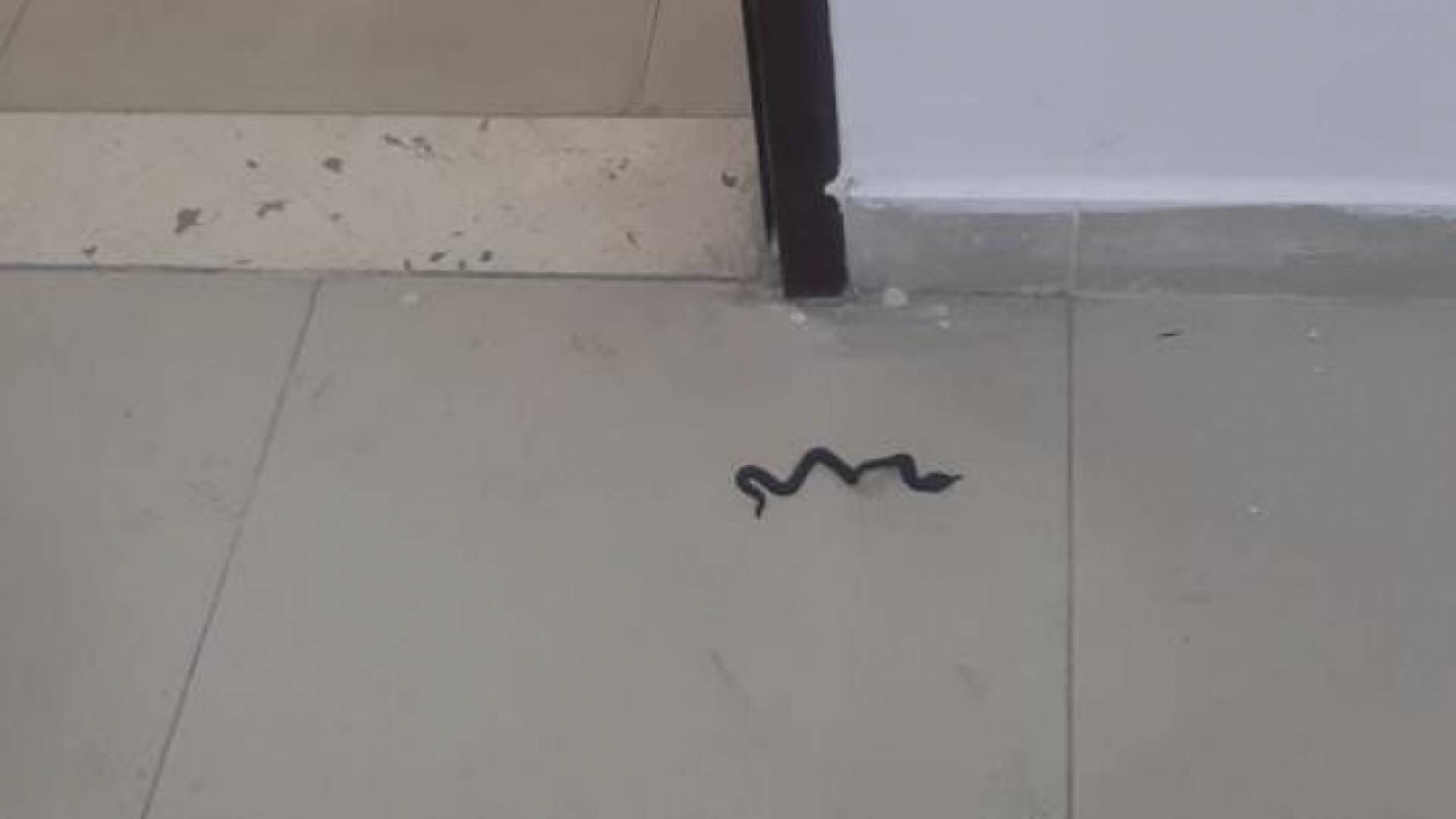 أفعى عثر عليها داخل مدرسة شجرة الدر الأساسية المختلطة