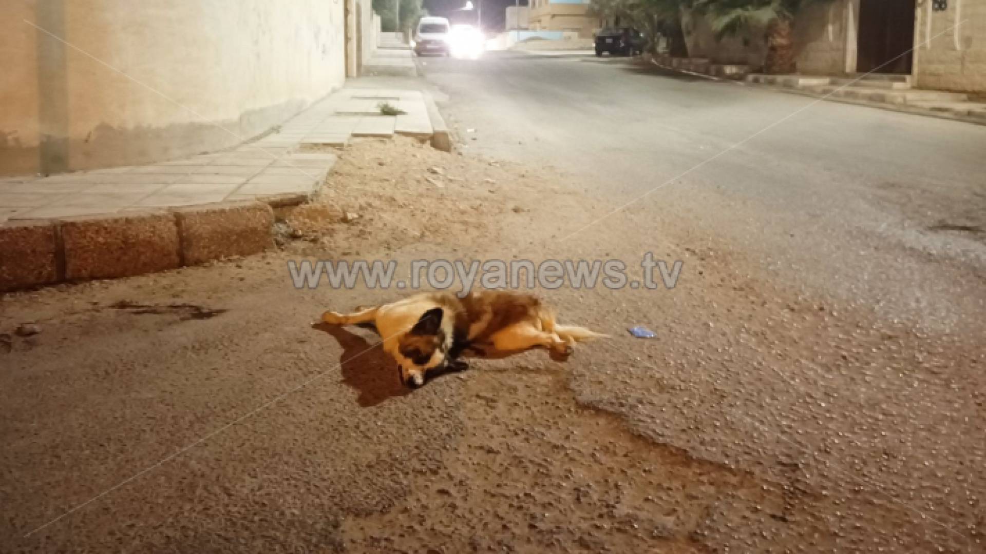 كلب ضال تم قتله وسط الطريق