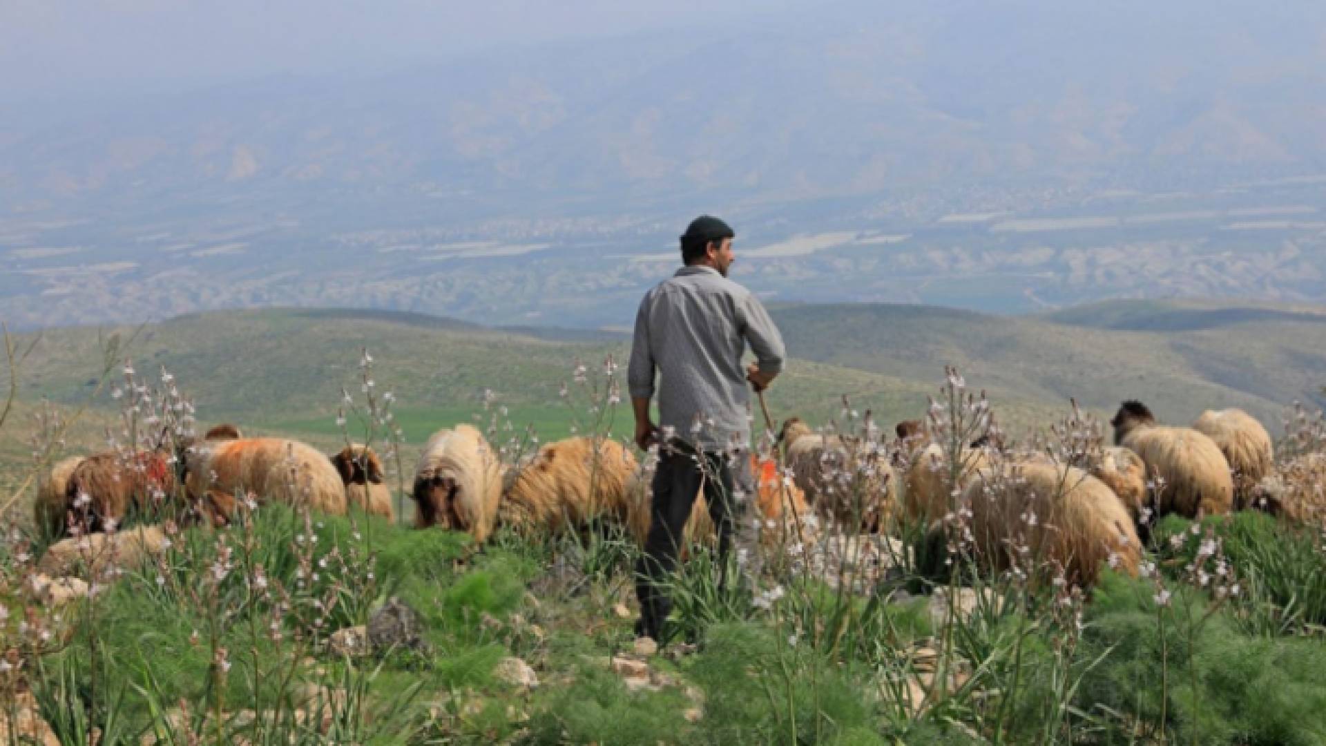 راعي أغنام