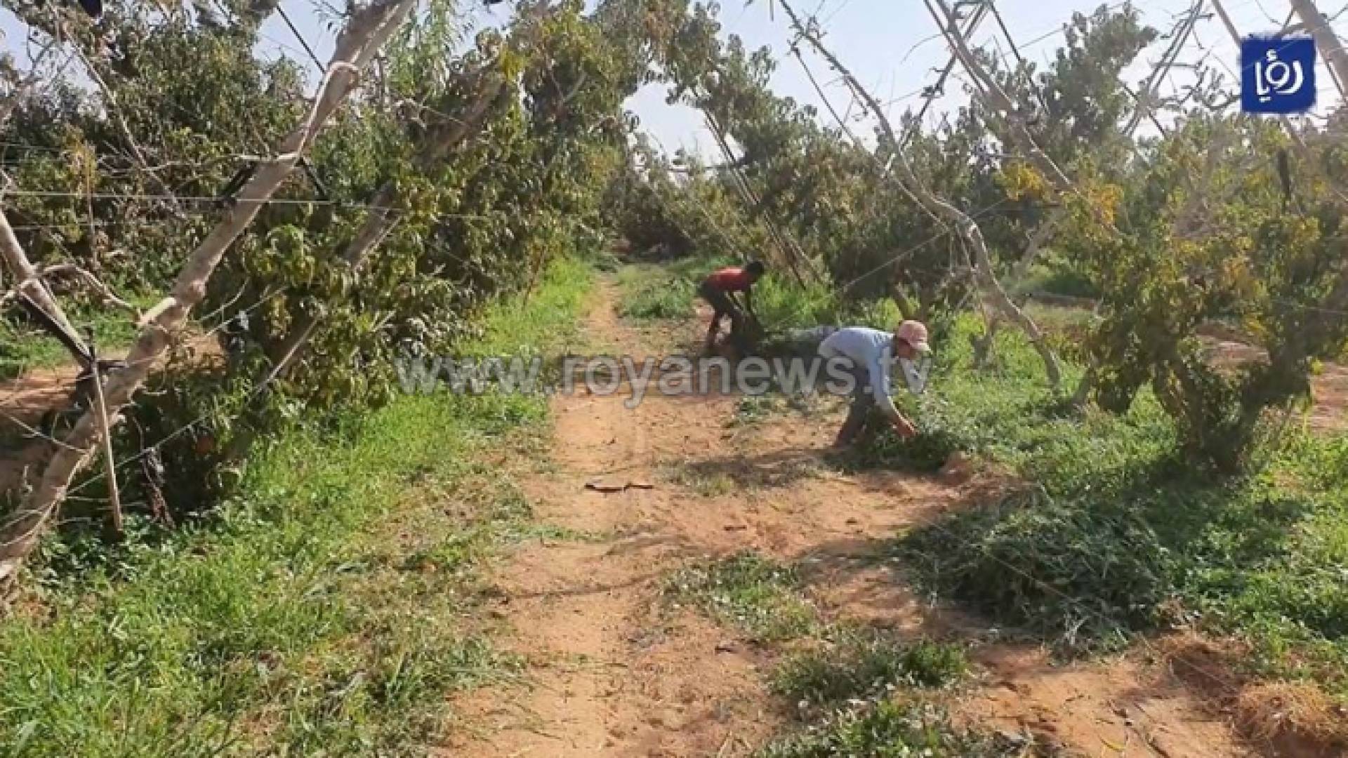 أطفال يعملون في الطقاع الزراعي