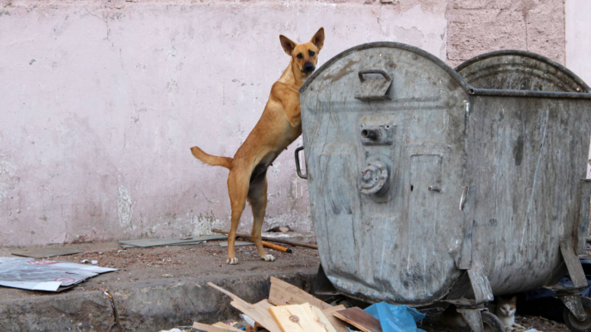 كلب ضال ينبش حاوية نفايات