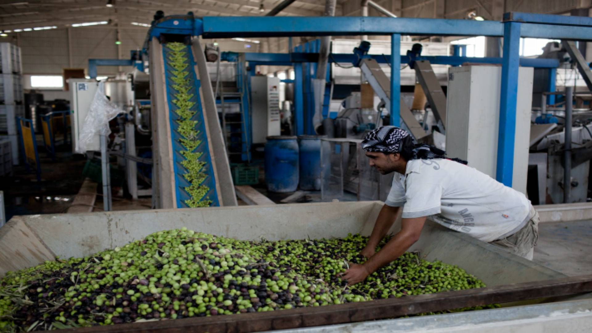معصرة زيت زيتون - ارشيفية