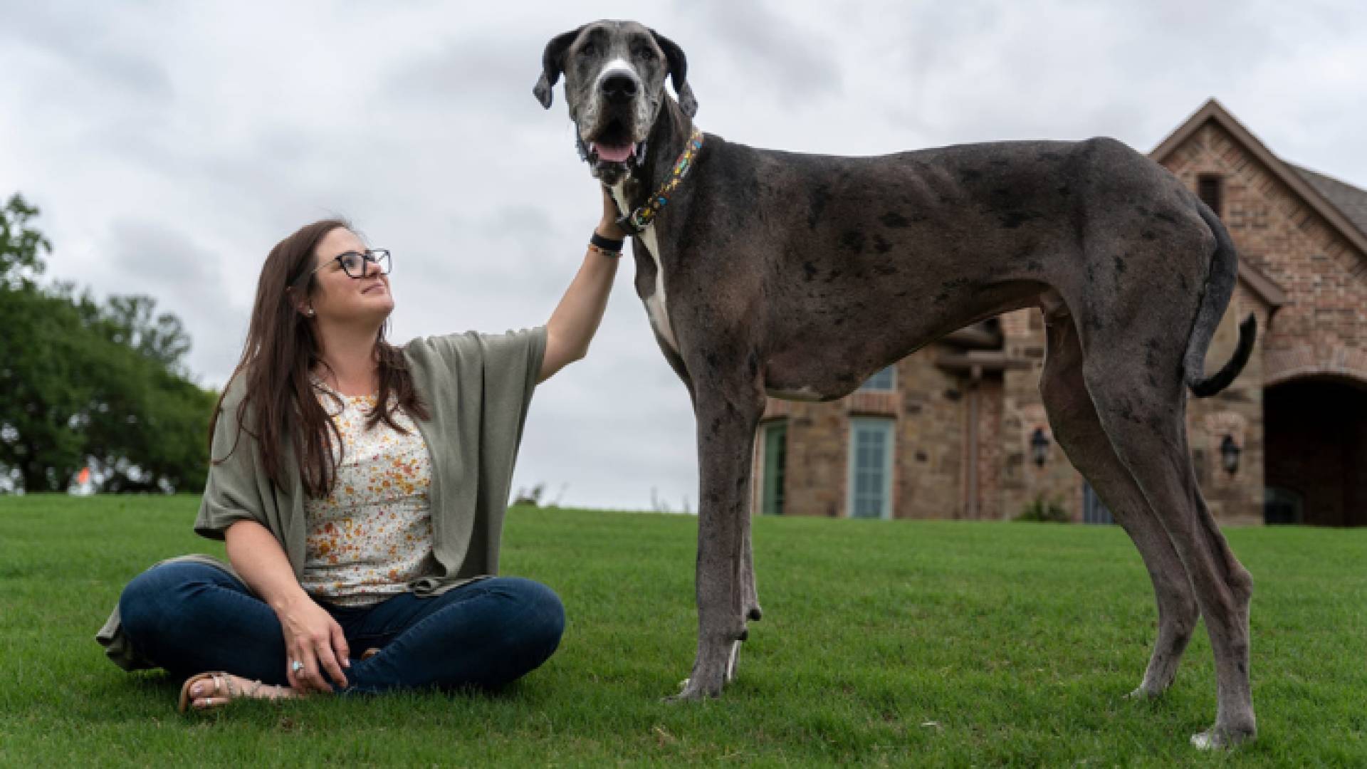 صورة لكلب يرافق صاحبته