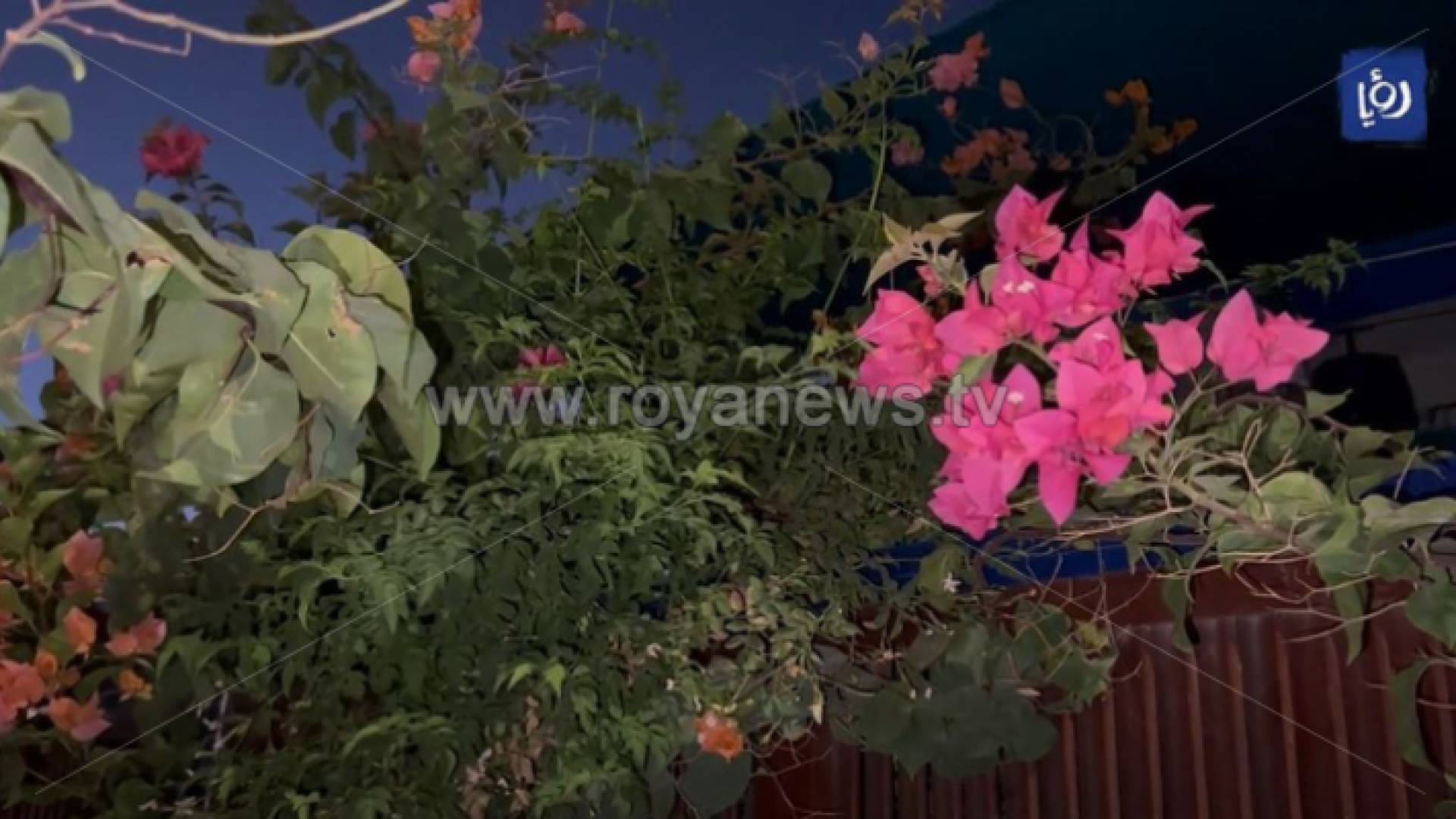 بيت الورد للسيدات في العقبة