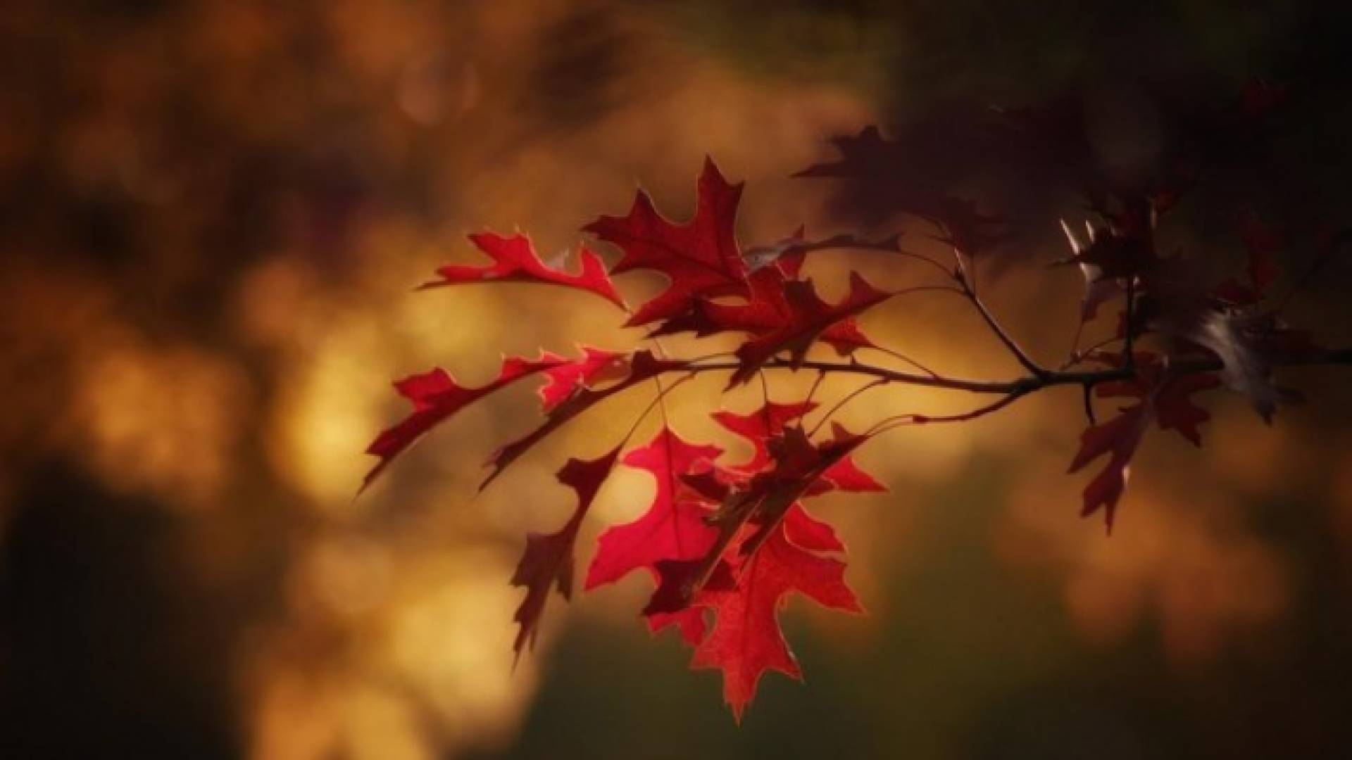 أوراق الشجر في فصل الخريف