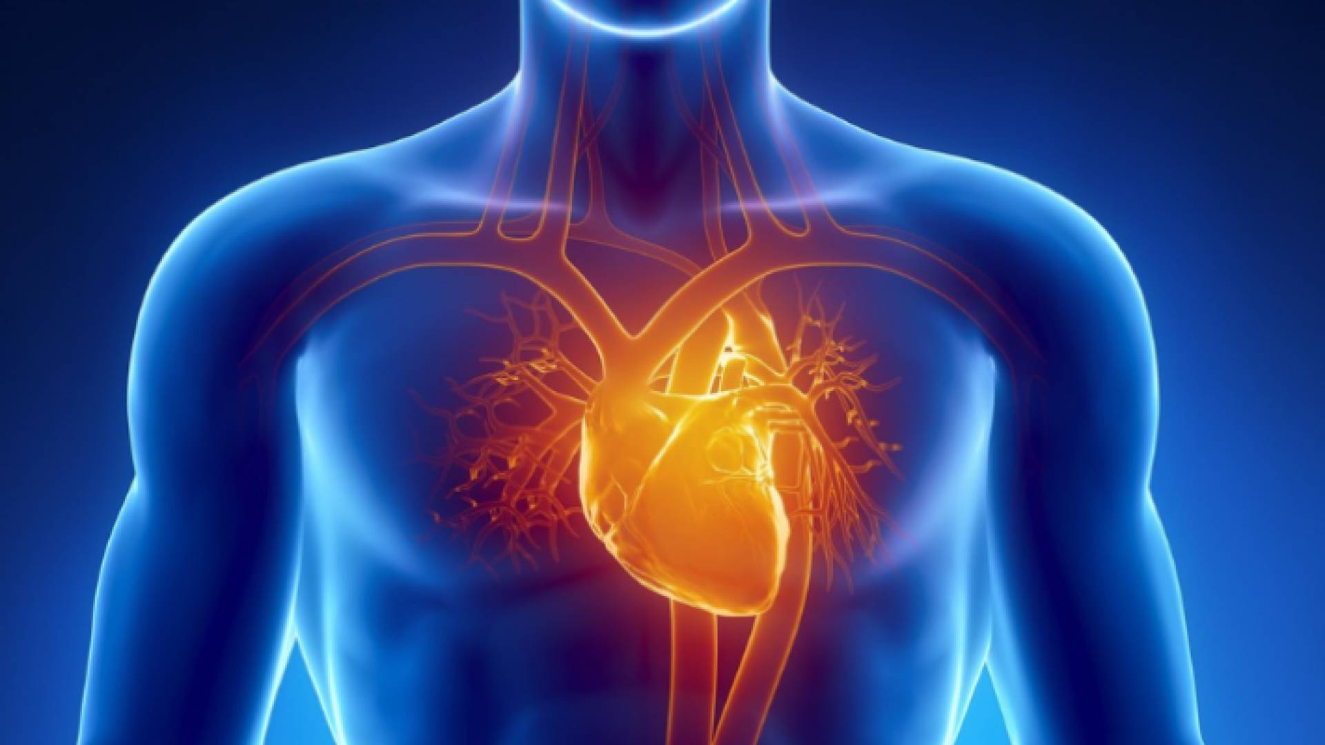 صورة توضيحية لخلايا عضلة القلب