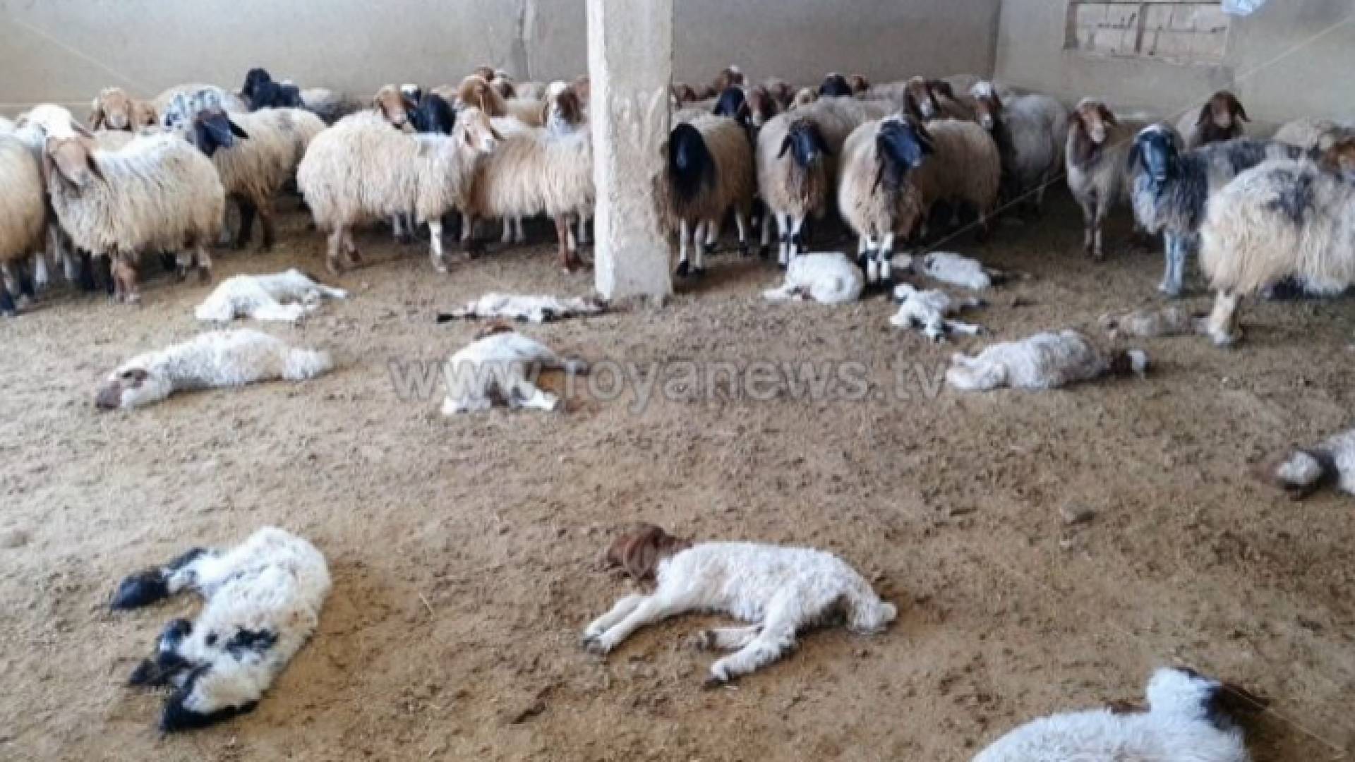 أغنام نافقة