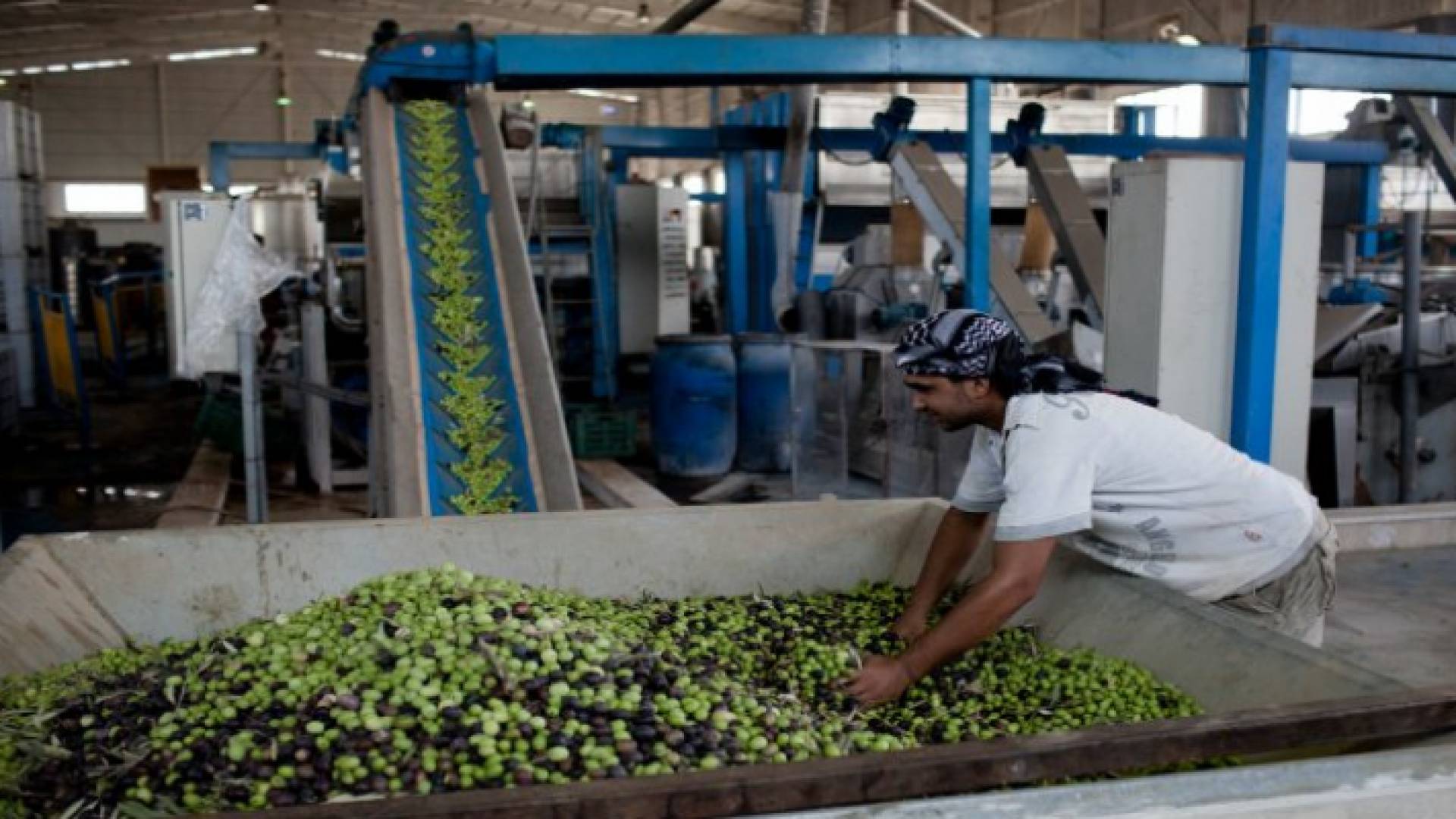 ثمار الزيتون - أرشيفية