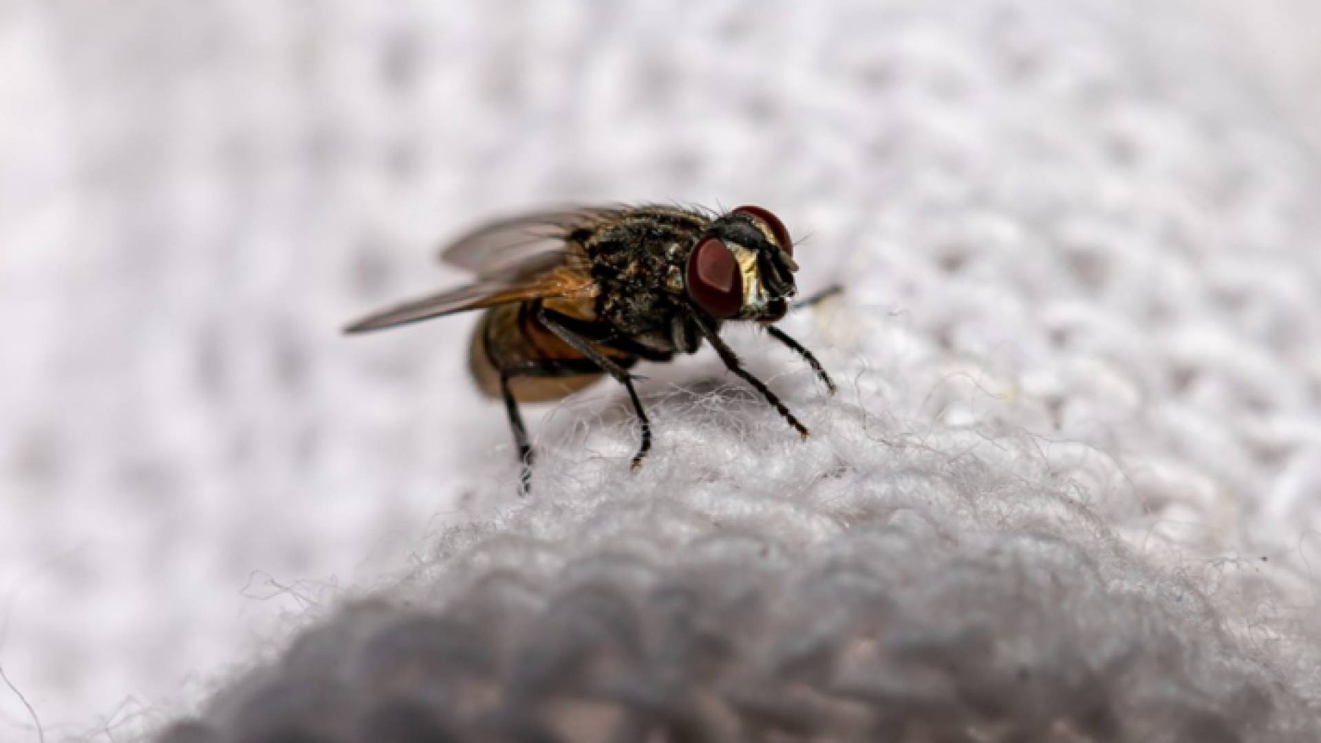 ذبابة - تعبيرية