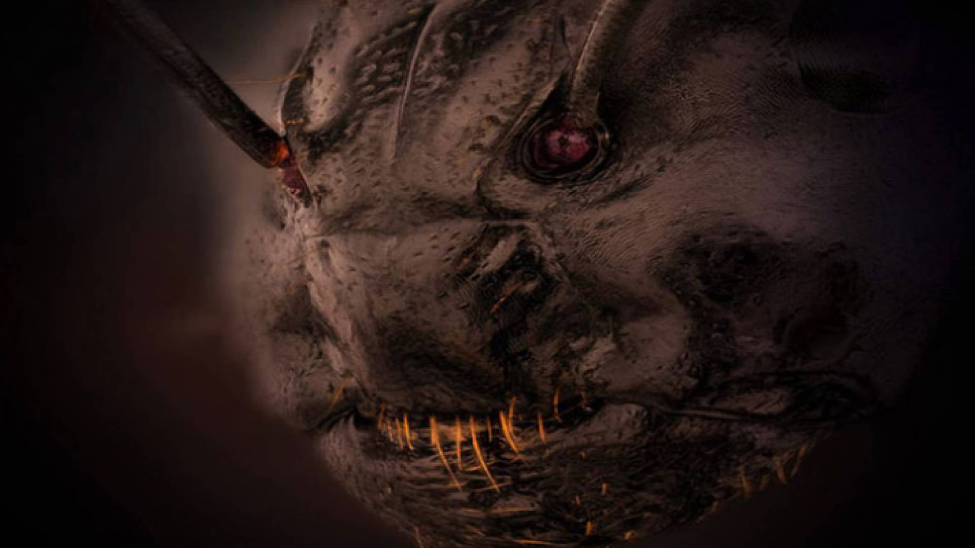 لقطة مكبرة 5 مرات لوجه النملة