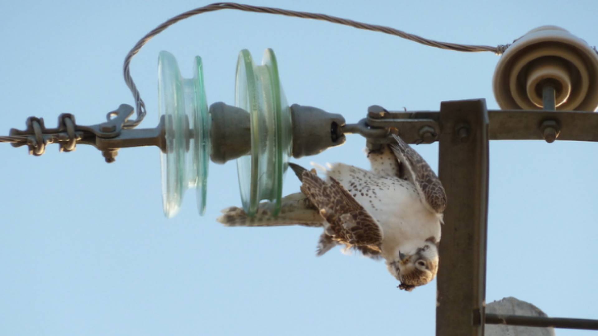 طائر يتمسك بإحدى أسلاك الكهرباء