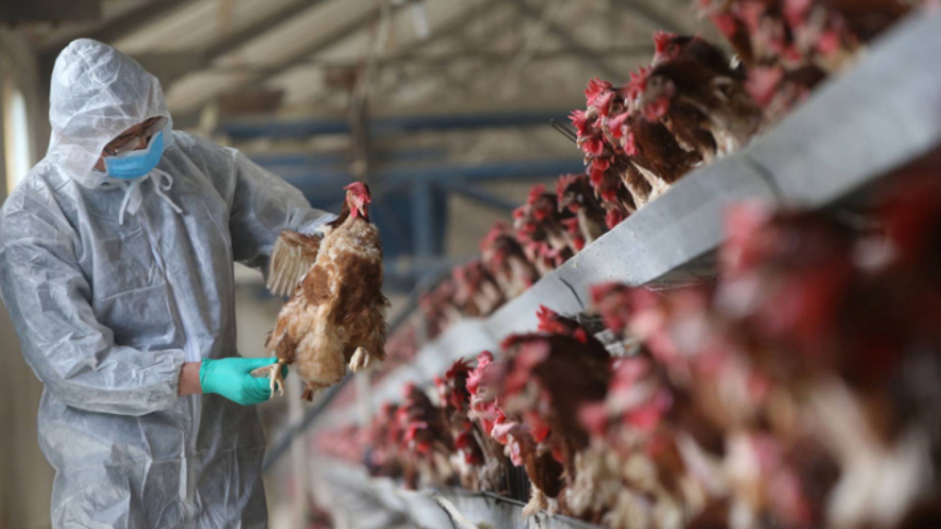 مزرعة دواجن في اليابان