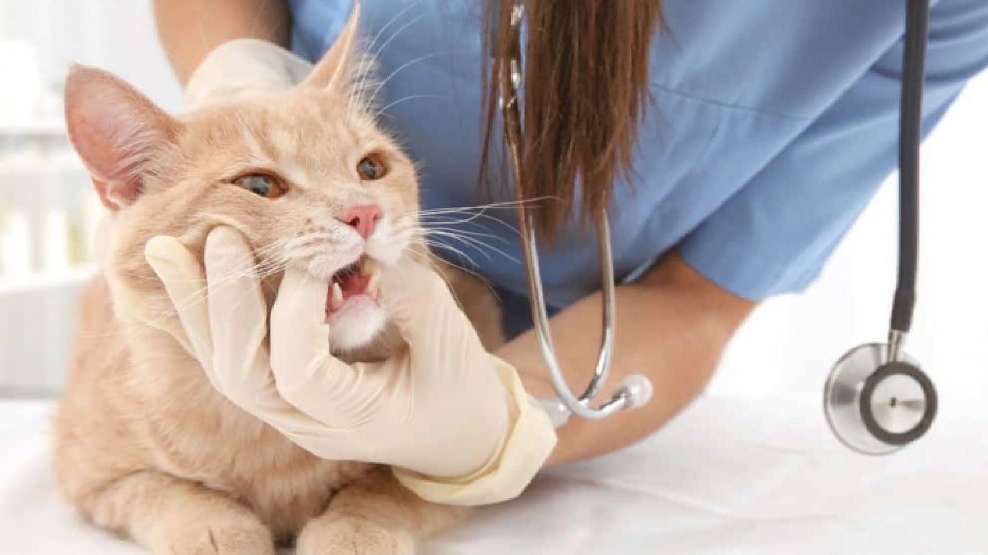 طبيبة بيطرية